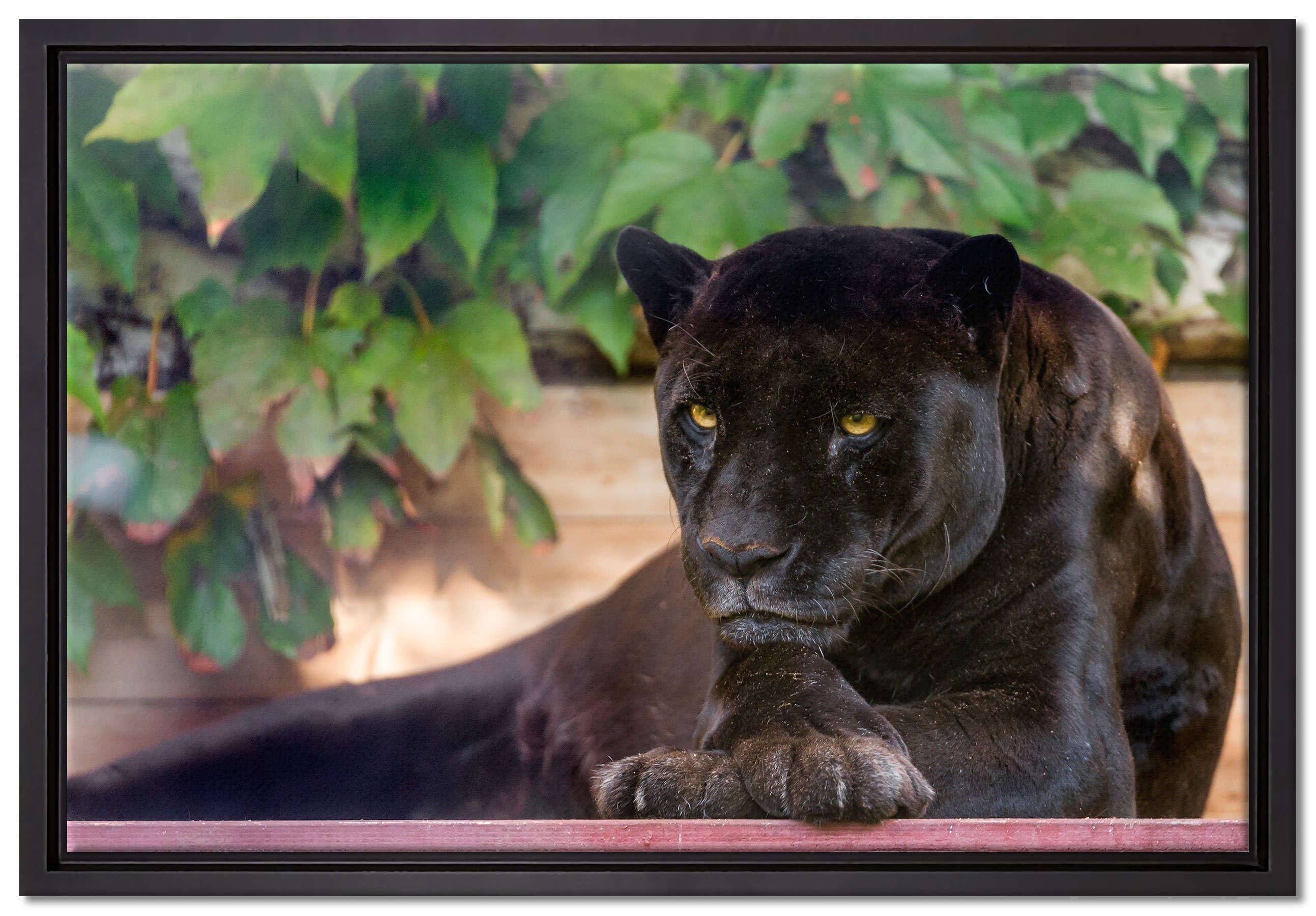 Pixxprint Leinwandbild schöner schwarzer Panther, Wanddekoration (1 St), Leinwandbild fertig bespannt, in einem Schattenfugen-Bilderrahmen gefasst, inkl. Zackenaufhänger