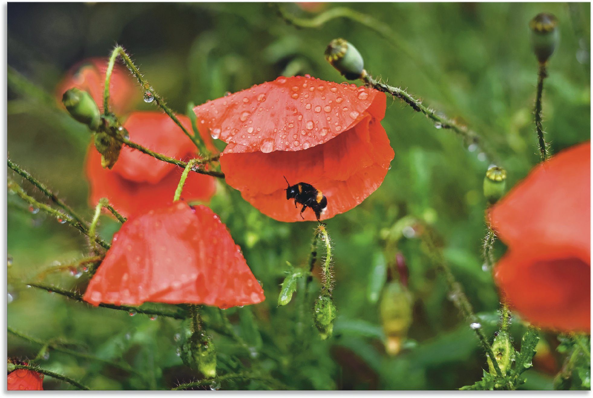 Artland Wandbild »Hummel sucht Schutz vor Regen«, Blumenbilder (1 Stück), in vielen Größen & Produktarten - Alubild / Outdoorbild für den Außenbereich, Leinwandbild, Poster, Wandaufkleber / Wandtattoo auch für Badezimmer geeignet-Otto
