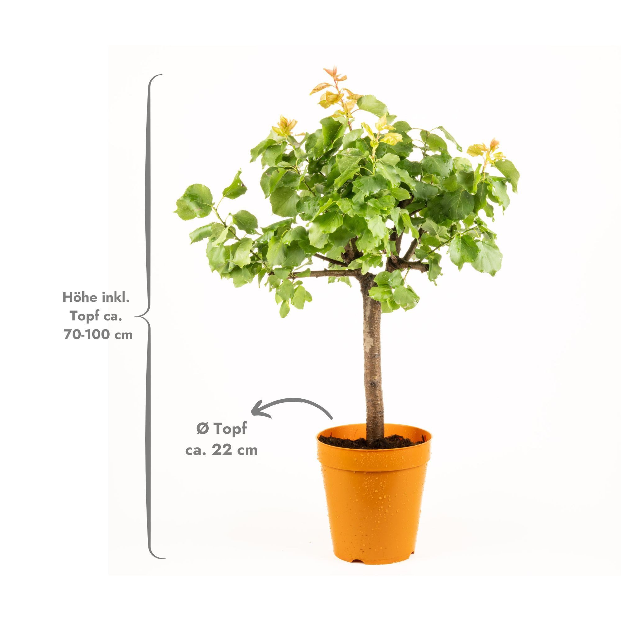 Meine Orangerie Obstpflanze Zwergobst Stämmchen - diverse Sorten, mehrjähri günstig online kaufen