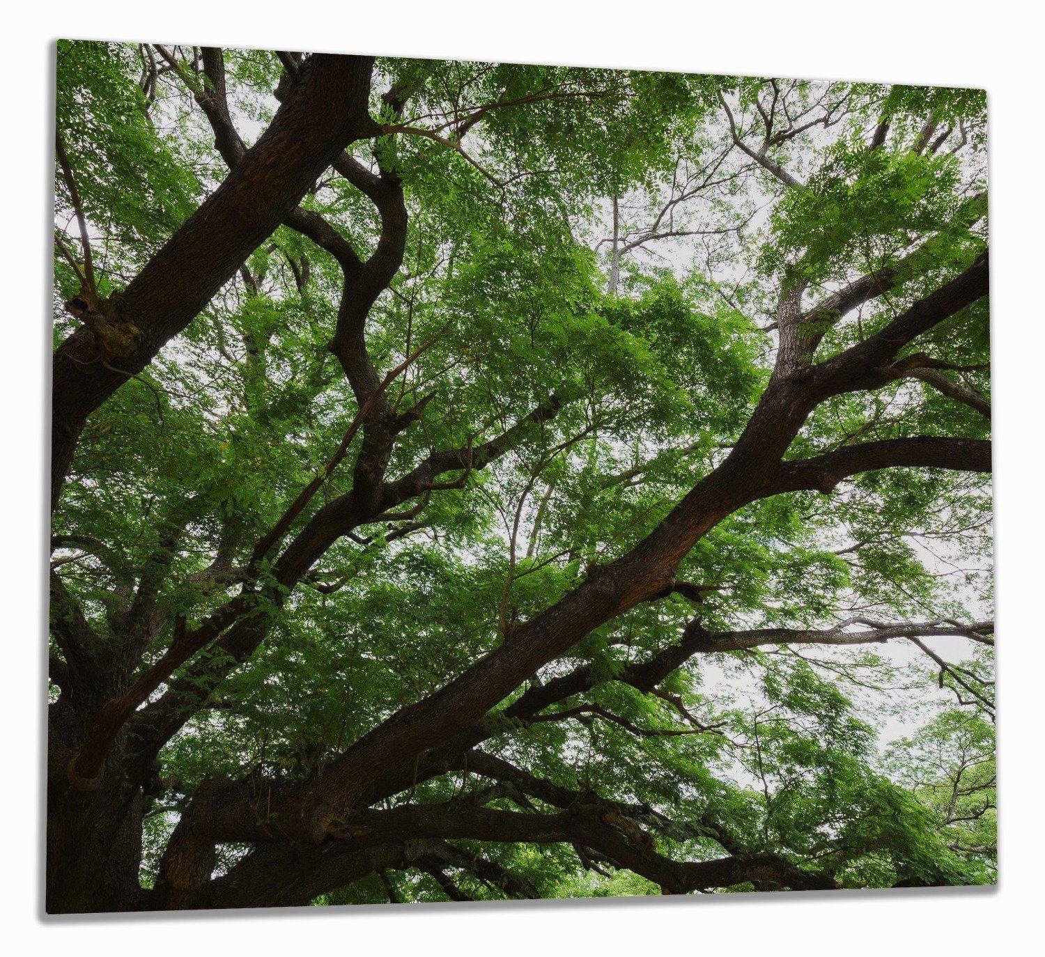 Wallario Herd-Abdeckplatte Gigantischer Regenbaum ESG-Sicherheitsglas, Noppen), Größen inkl. tlg., (Glasplatte, von 5mm 1 unten, verschiedene