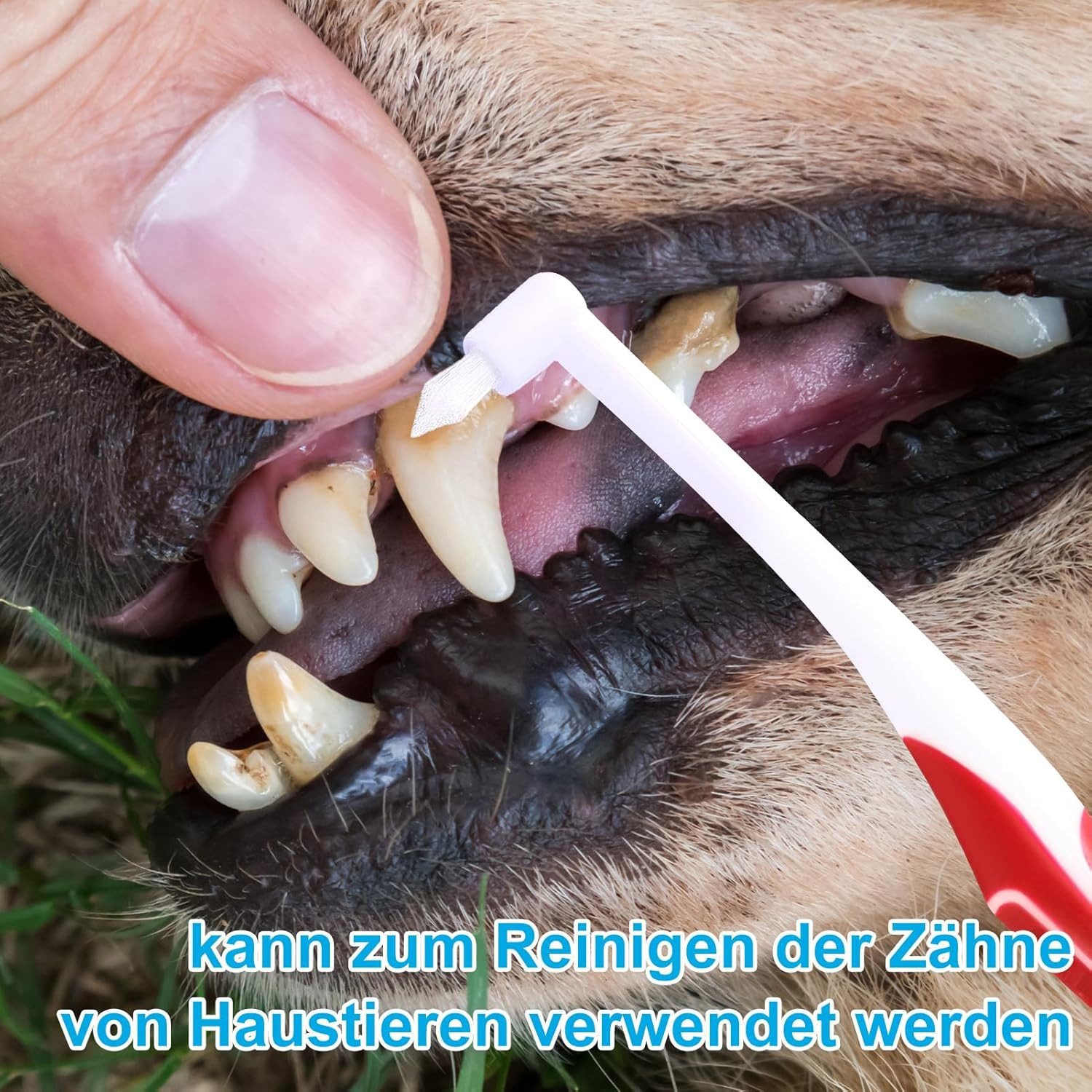 FELIXLEO Interdentalbürsten 10x Einbüschelbürste Tuft Zahnbürste Weich für Zahnspange Zwischenräum – Bild 4 von 5