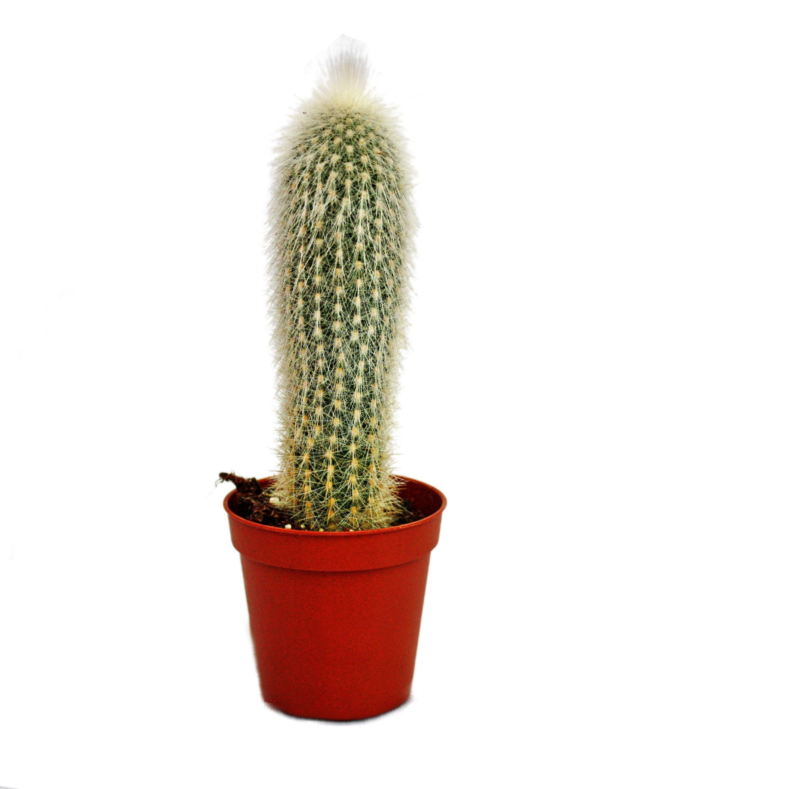 Exotenherz Kaktus Cleistocactus strausii - Silberkerze - im 5,5cm Topf