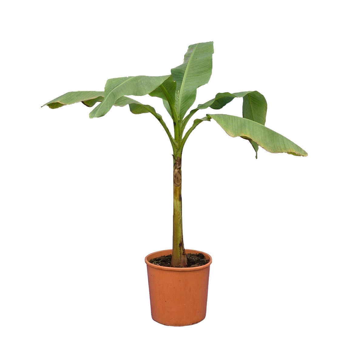 Bloomique Staude Bloomique - Musa basjoo - Gartenbanane - Japanische Faserbanane - Wint, 1 St.