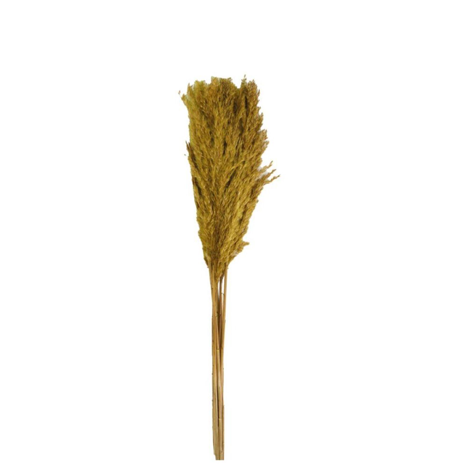 Trockenblume Pfahlrohr grün - Plume reed - Arundo donax - 78,6 cm - 70g, DIJK