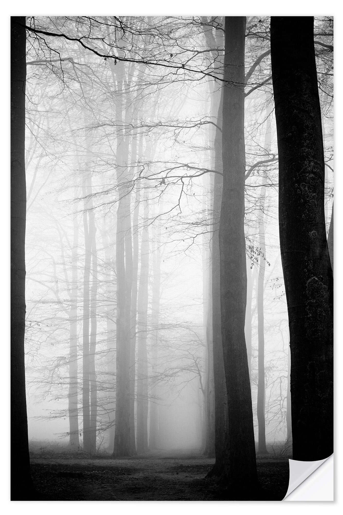 Posterlounge Wandfolie Editors Choice, Vernebelte Bäume, Fotografie