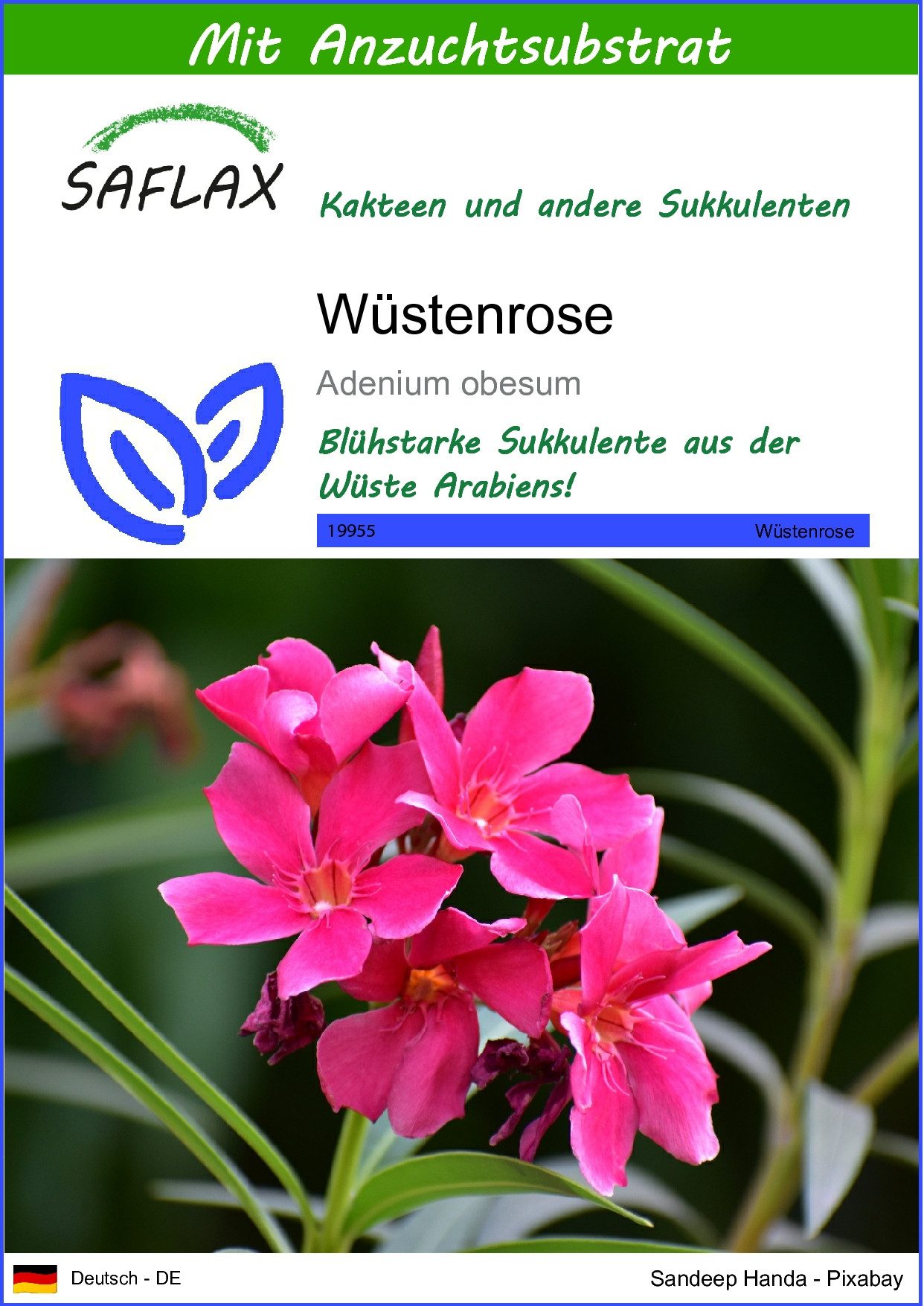 SAFLAX Blumensamen SAFLAX - Samen und Substrat - Wüstenrose