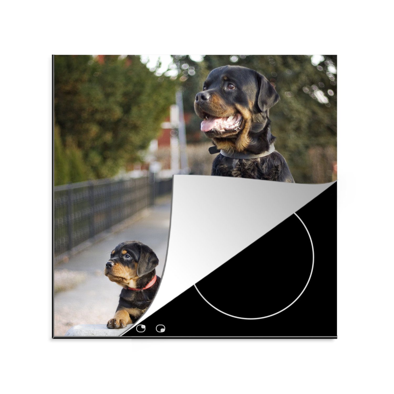 MuchoWow Herdblende-/Abdeckplatte Rottweiler-Welpe neben einem erwachsenen Rottweiler, Vinyl, (1 tlg), 78x78 cm, Ceranfeldabdeckung, Arbeitsplatte für küche