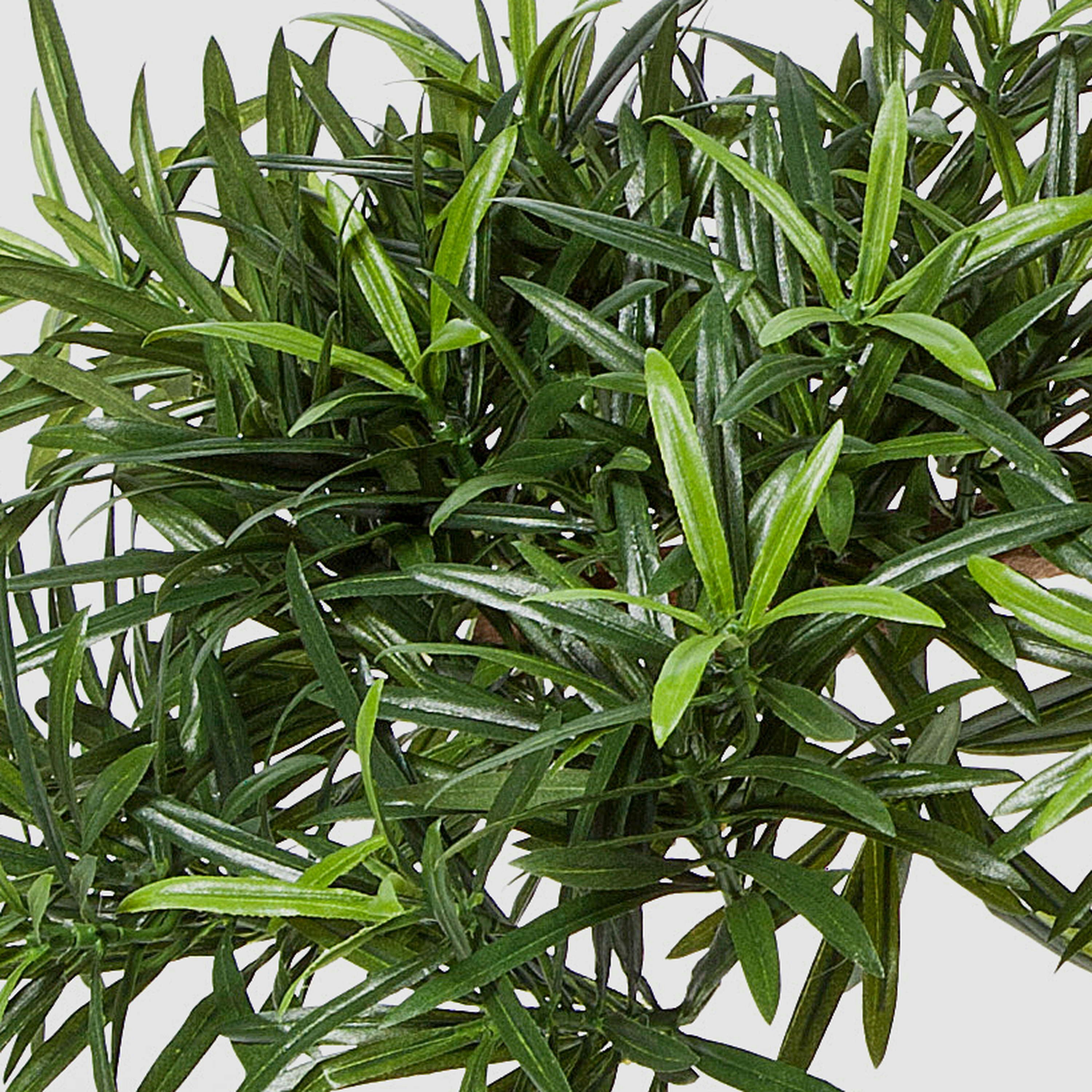 Kunstbonsai Deko Bonsai Podocarpus in Schale, Deluxe, 3830 Blätter, 85cm Steineibe, artplants, Höhe 85.0 cm