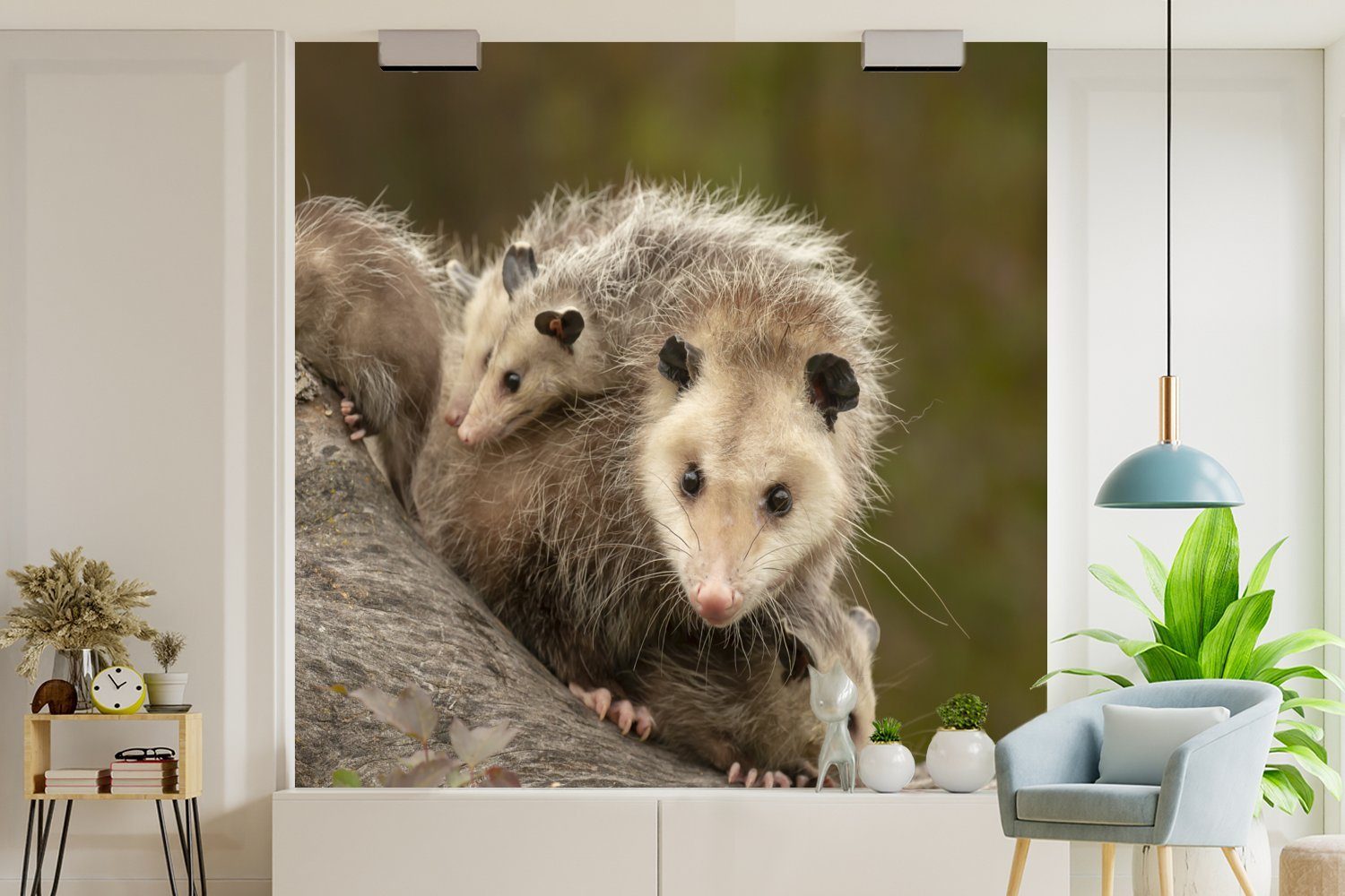 St), Virginisches mit Opossum MuchoWow Wandtapete Matt, oder Tapete (5 Schlafzimmer, Fototapete für Wohnzimmer Jungtier, bedruckt, Vinyl