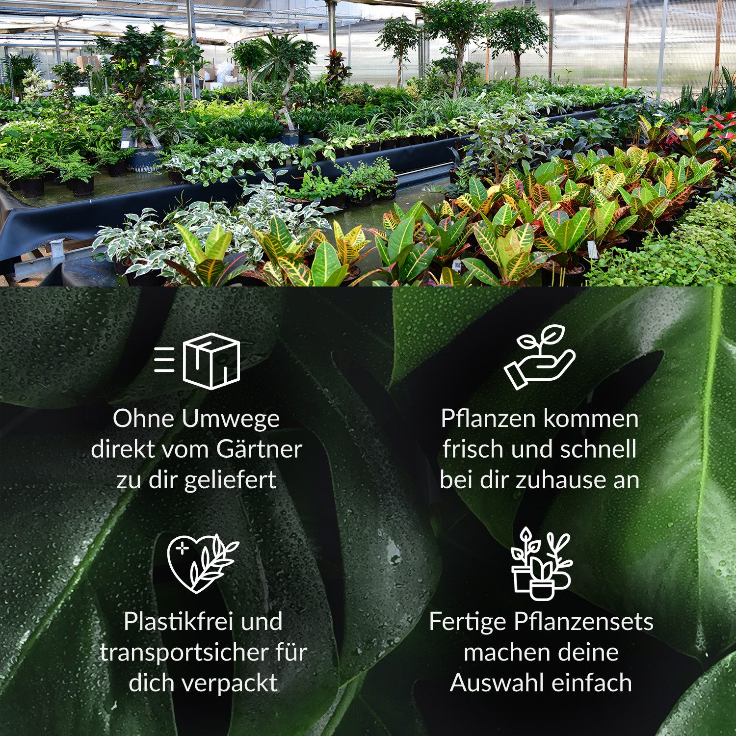 Green Me Up Zimmerpflanze, Luftreinigend