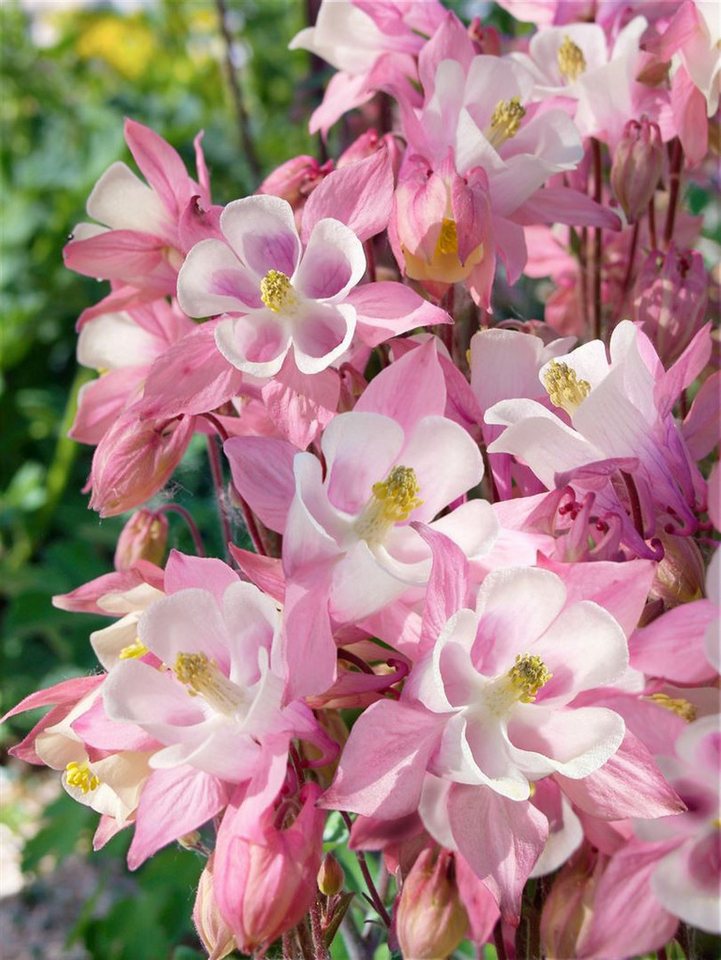Pflanzen für Dich Staude Aquilegia caer. Biedermeier, 1 St., Akelei