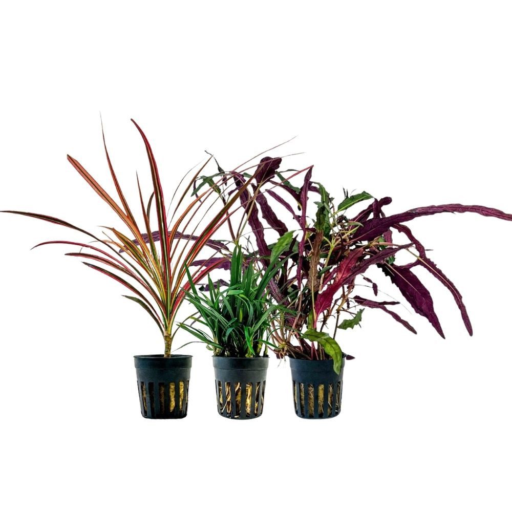 Aquaone Wasserpflanze Pflanzen Set mit 3 Terrarienpflanzen Nr.277 günstig online kaufen