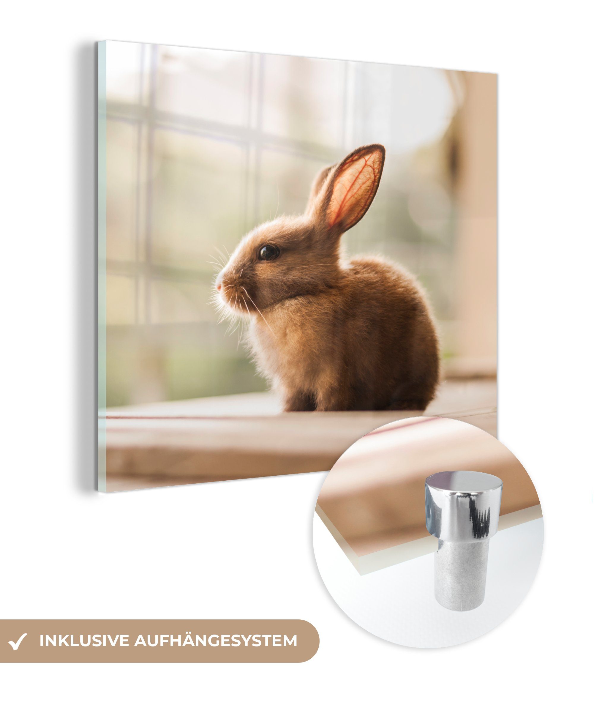 MuchoWow Acrylglasbild Kaninchen - Baby - Tier, (1 St), Glasbilder - Bilder auf Glas Wandbild - Foto auf Glas - Wanddekoration