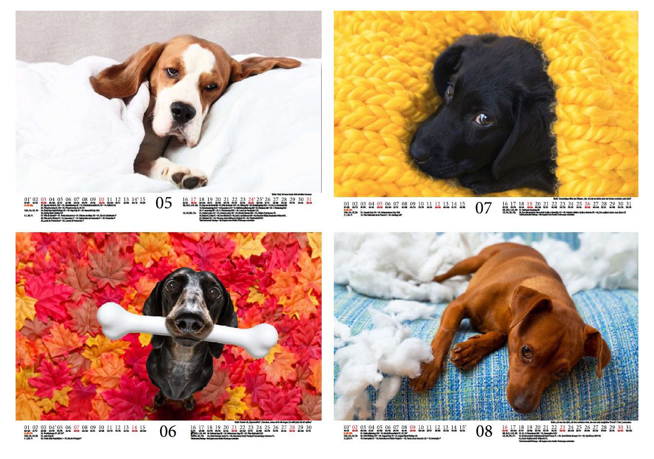 Seelenzauber Wandkalender Tierzauber Lustige Hunde DIN A4 Kalender für 2026 Welpen