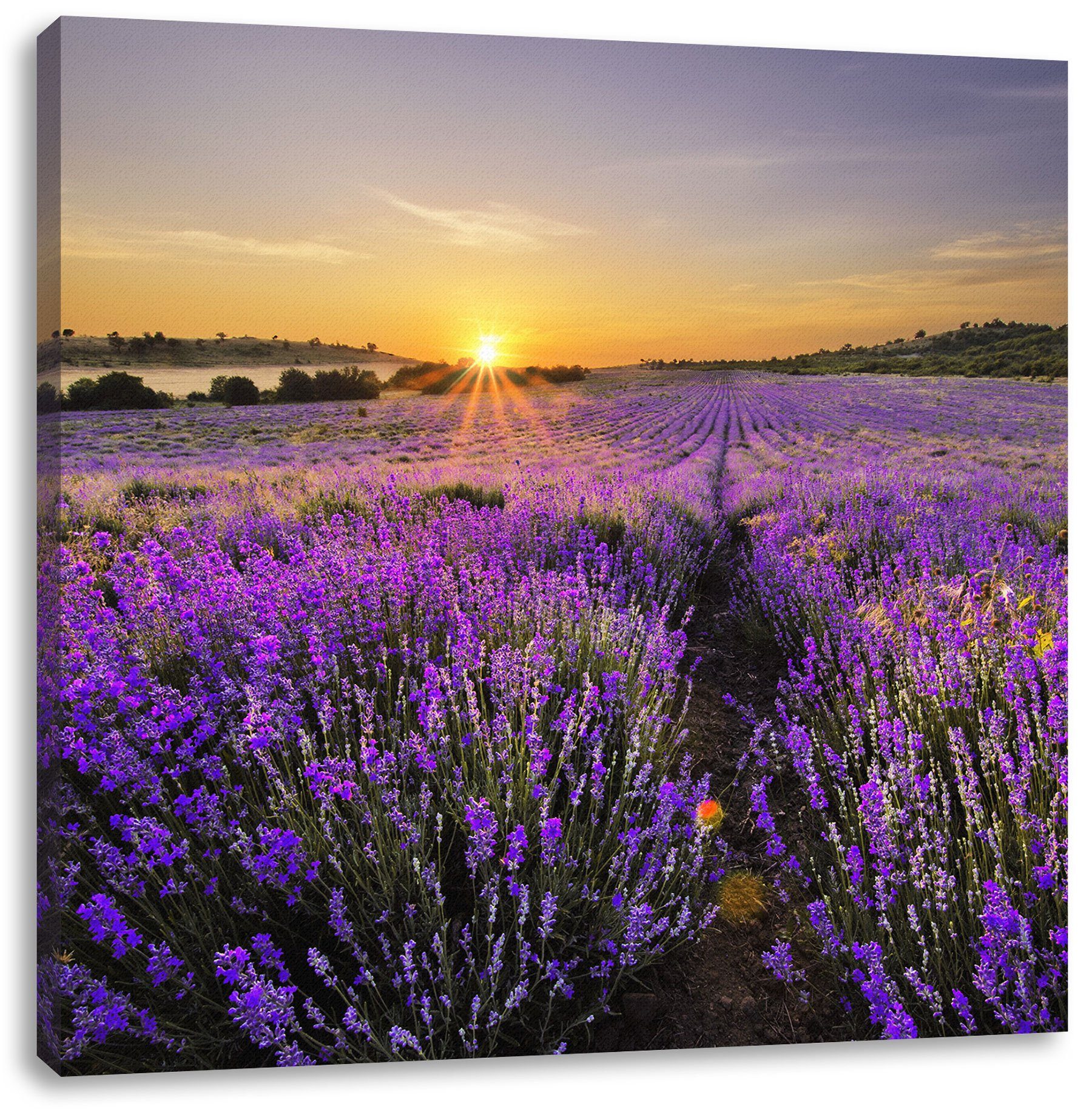 Pixxprint Leinwandbild Lavendelfeld in Frankreich, in Leinwandbild St), Frankreich (1 Lavendelfeld Zackenaufhänger fertig inkl. bespannt