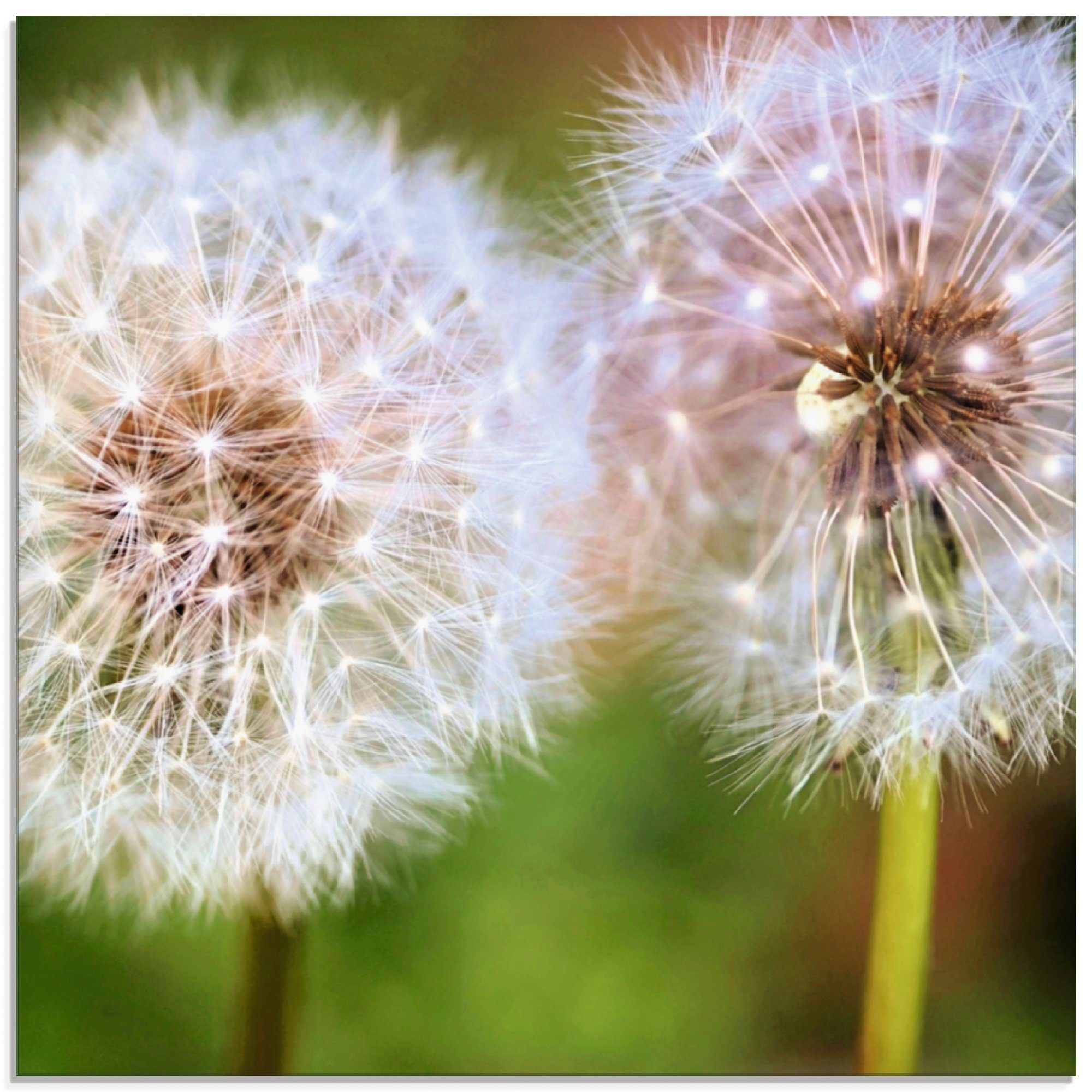 St), Glasbild Pusteblume Blumen (1 Zweisamkeit, Artland Größen verschiedenen in