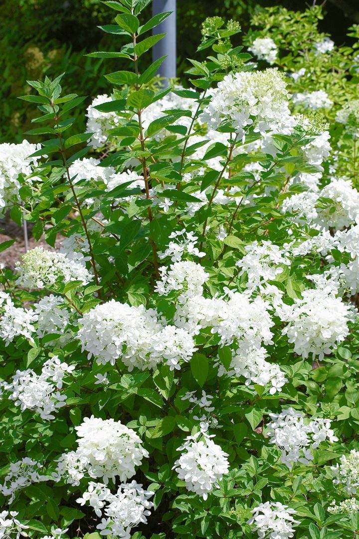 Pflanzen für Dich Gehölze Hydrangea pan. Polarbear, 1 St., Rispenhortensie
