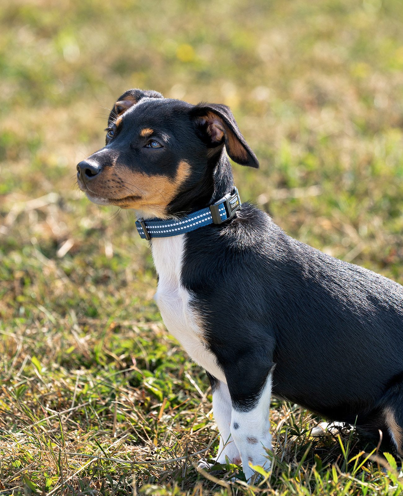 lionto Hunde-Halsband reflektierend, verstellbare Länge 20-30 cm XS blau, Nylon, Neopren, reflektierend & angenehm gepolstert