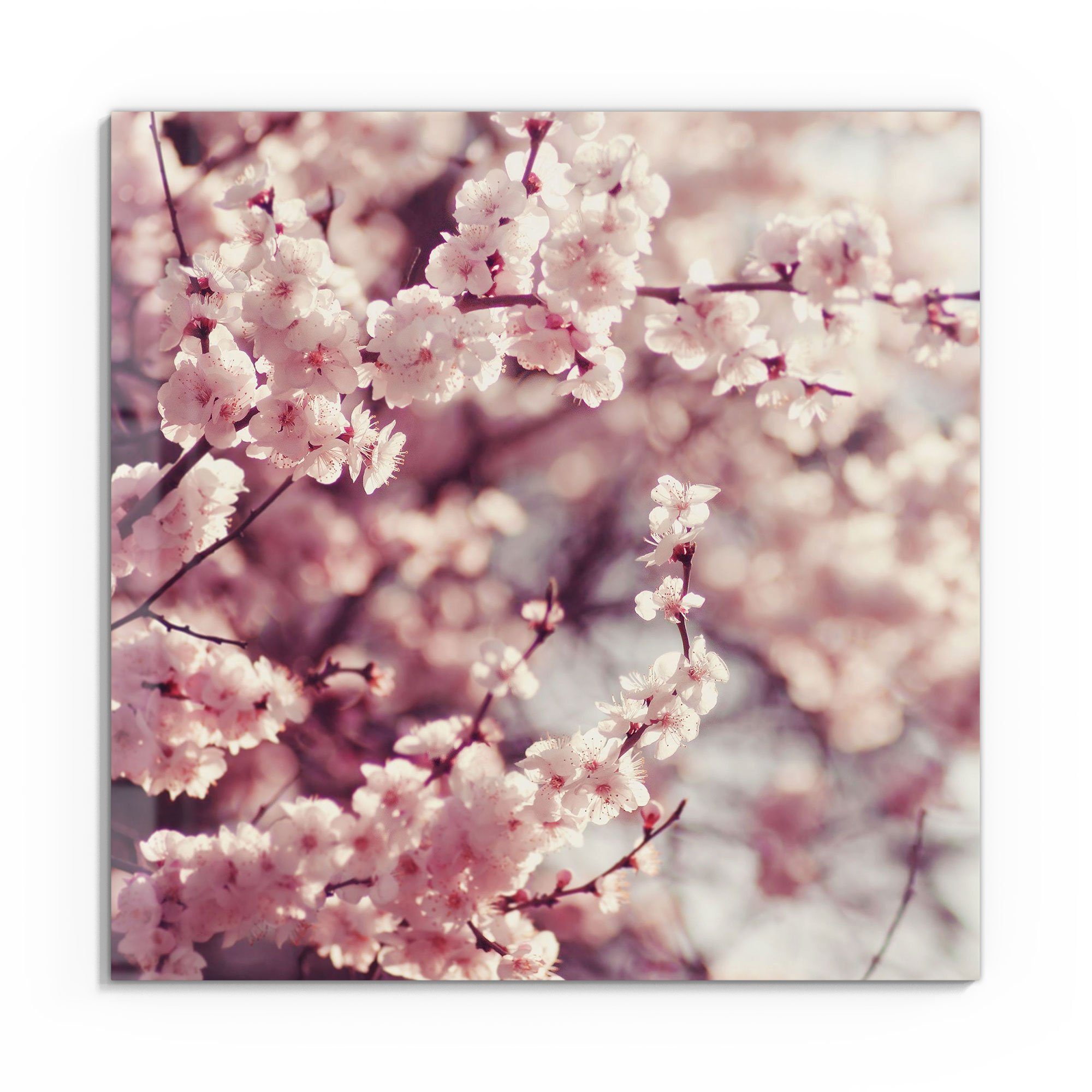 DEQORI Glasbild 'Kirschblütenzweige', 'Kirschblütenzweige', Glas Wandbild Bild schwebend modern