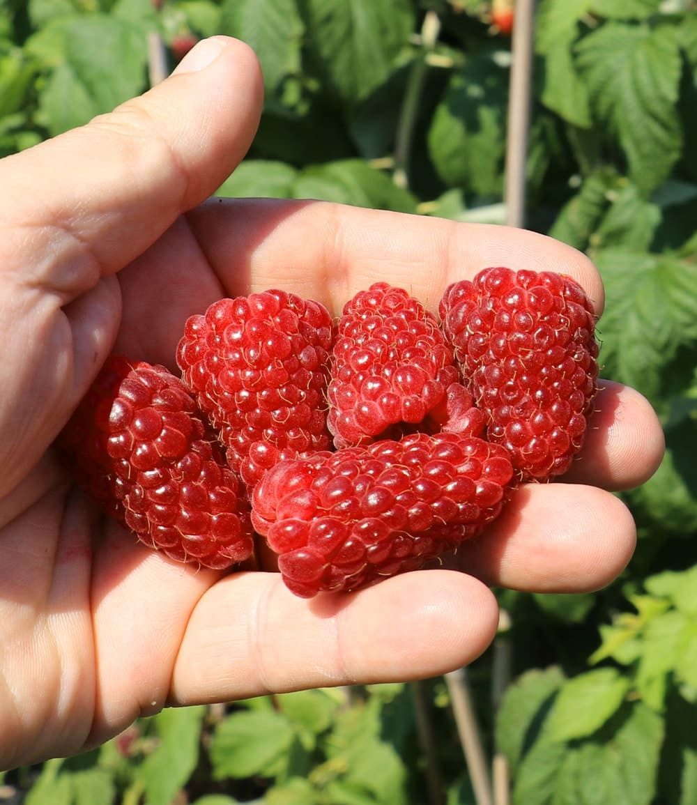 BALDUR Garten Obstpflanze Riesenhimbeere Primeberry® Autumn Happy®, 2 St., Herbst-himbeere, ertragreich,winterhart, mehrjährig – Bild 3 von 3