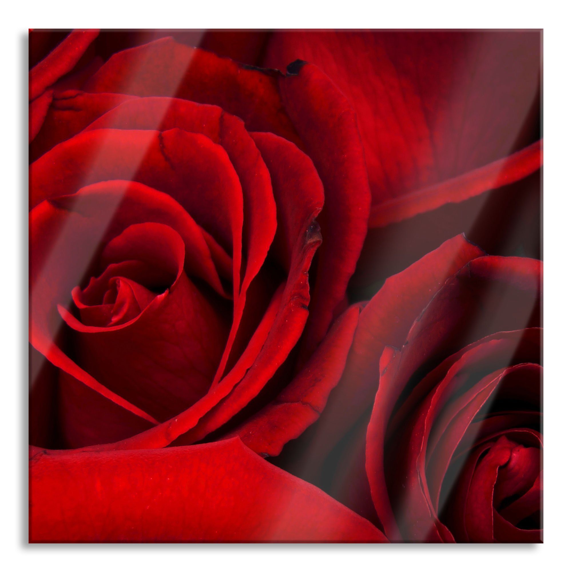 Glasbild rote Rosen