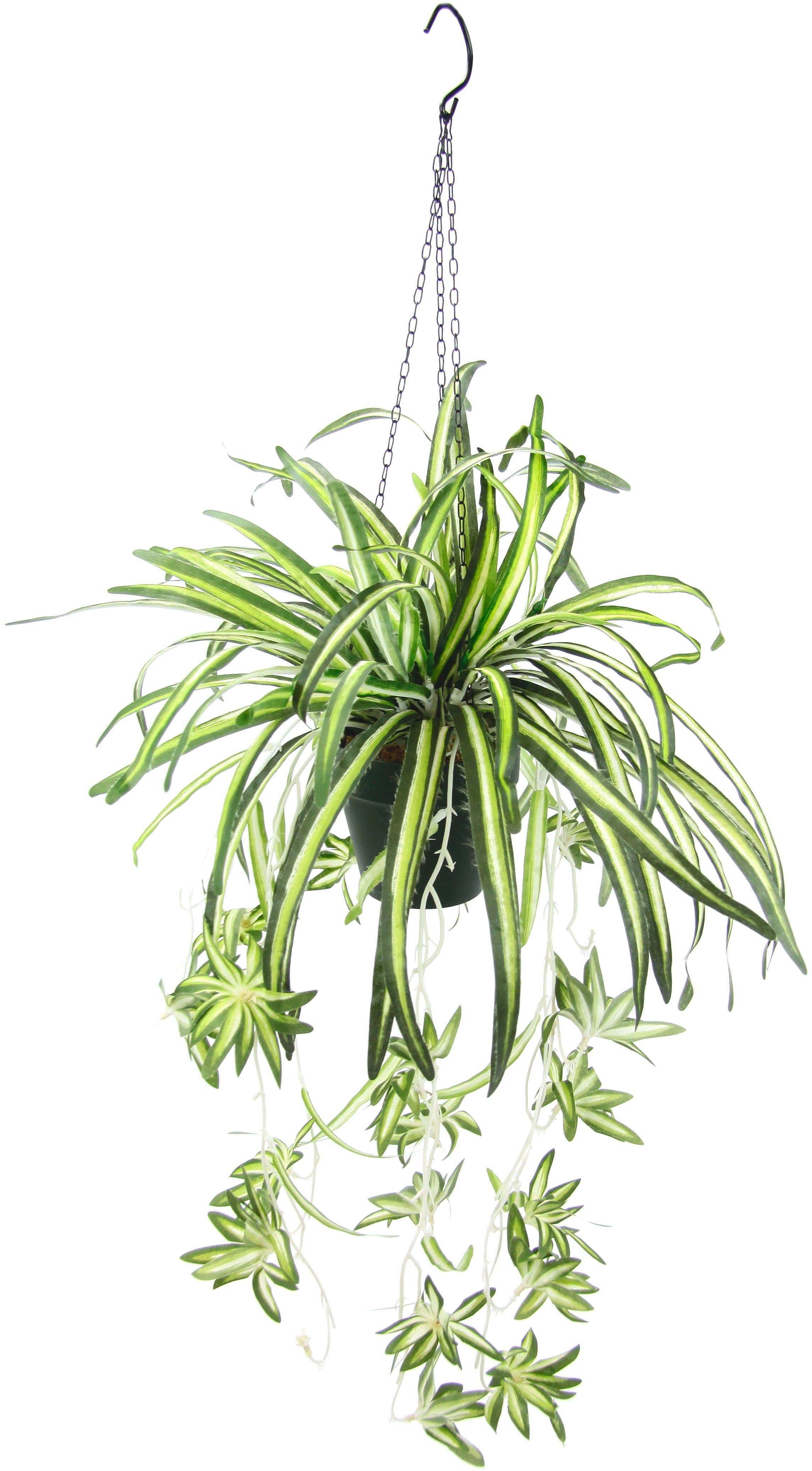 Kunstpflanze Grünlilie, my home, Höhe 75 cm, Mit Hängeampe, künstliche  Wasserlilie