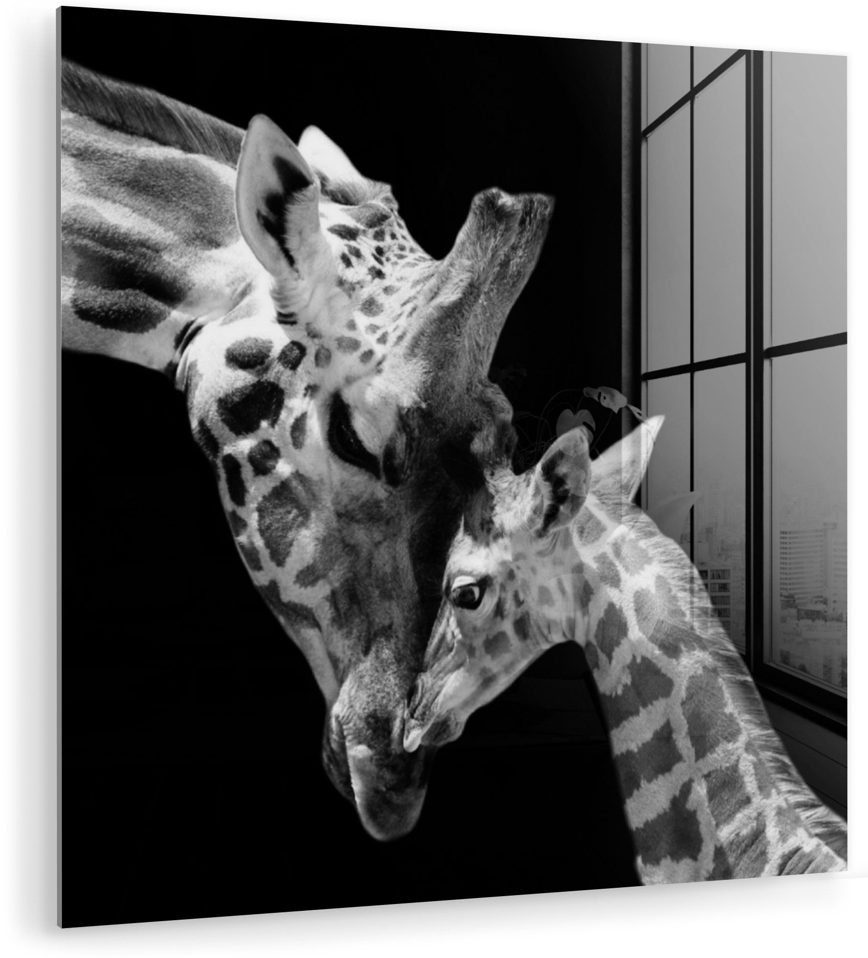 MuchoWow Acrylglasbild Giraffe - Wildtiere - Porträt - Schwarz-Weiß, Inkl. Aufhängung, Bilder auf Glas Wandbild, Wanddeko Wohnzimmer Badezimmer, 20x20 cm