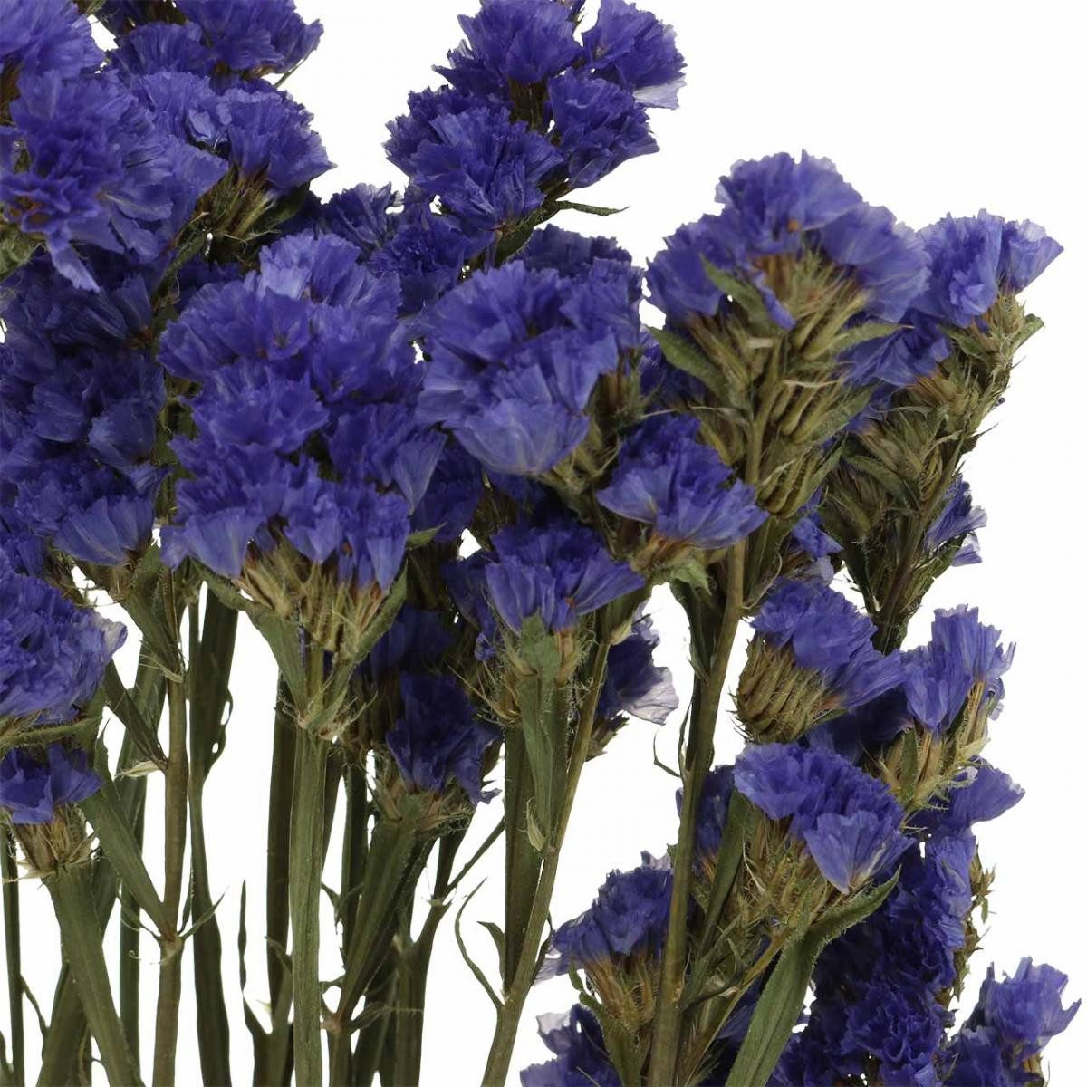 Trockenblume Strandflieder Trockenblumen Blau 46-57cm Deko günstig online kaufen