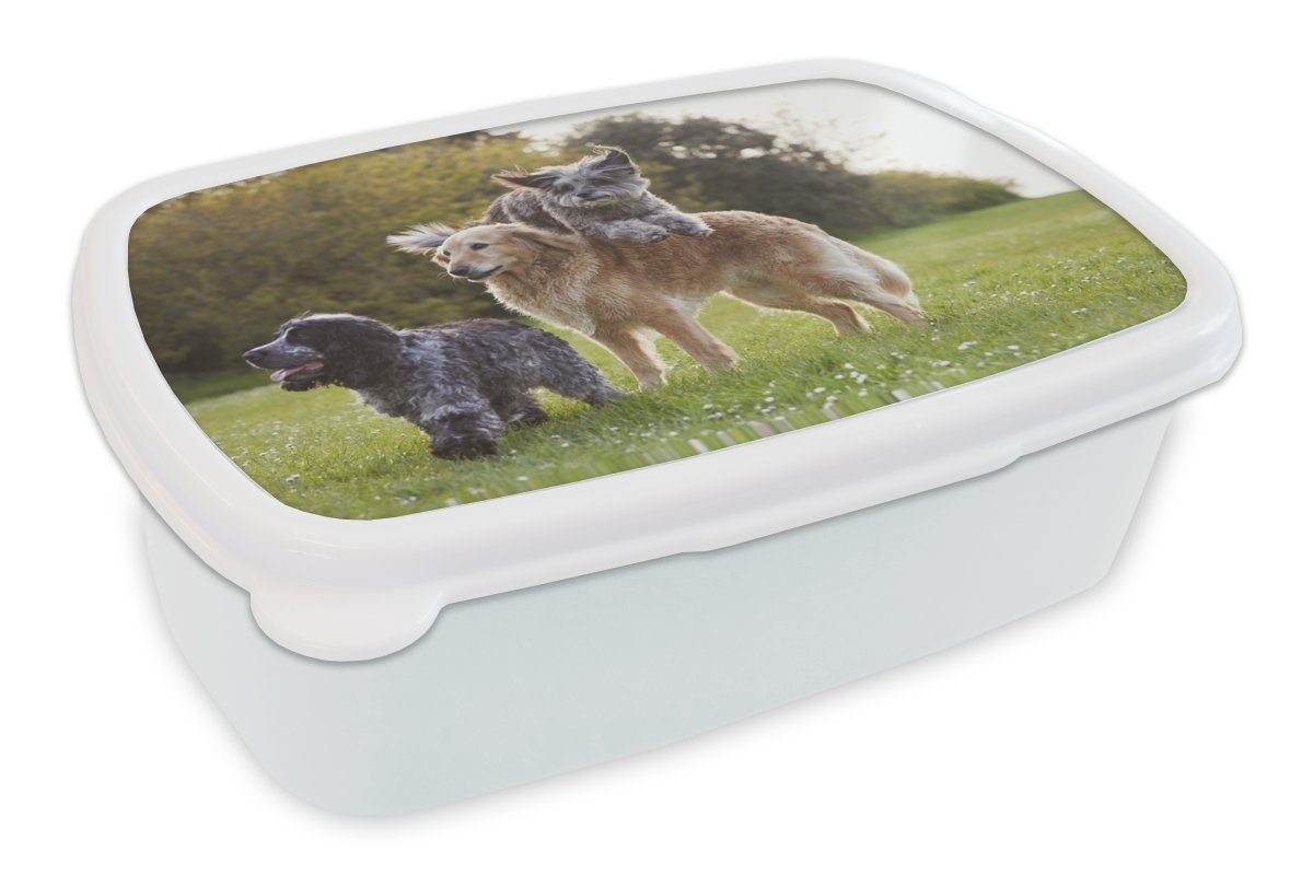 MuchoWow Lunchbox Hund - Park - Gras, Kunststoff, (2-tlg), Brotbox für Kinder und Erwachsene, Brotdose, für Jungs und Mädchen weiß