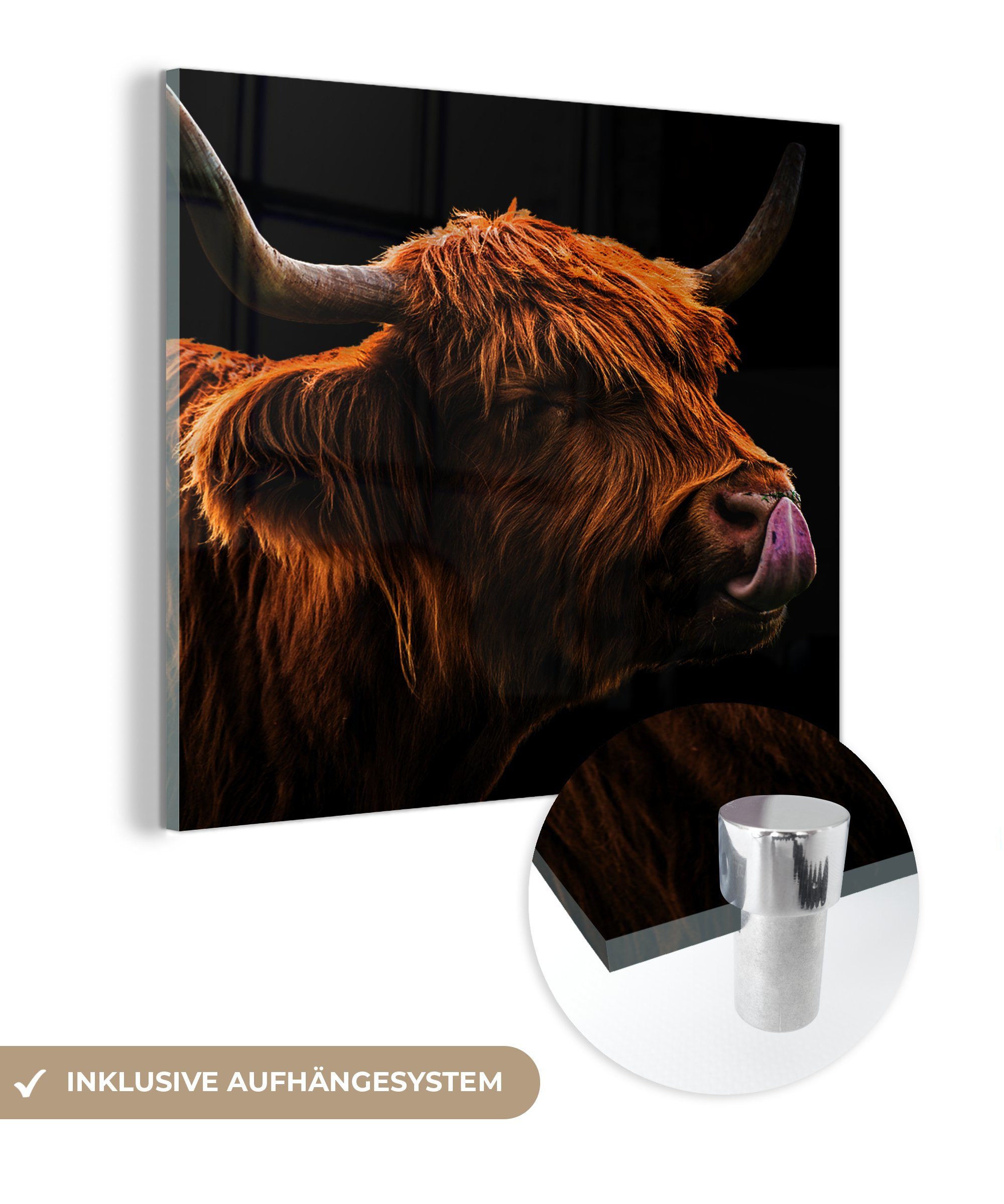 MuchoWow Acrylglasbild Schottischer Highlander - Zunge - Nase, (1 St), Glasbilder - Bilder auf Glas Wandbild - Foto auf Glas - Wanddekoration | Bilder