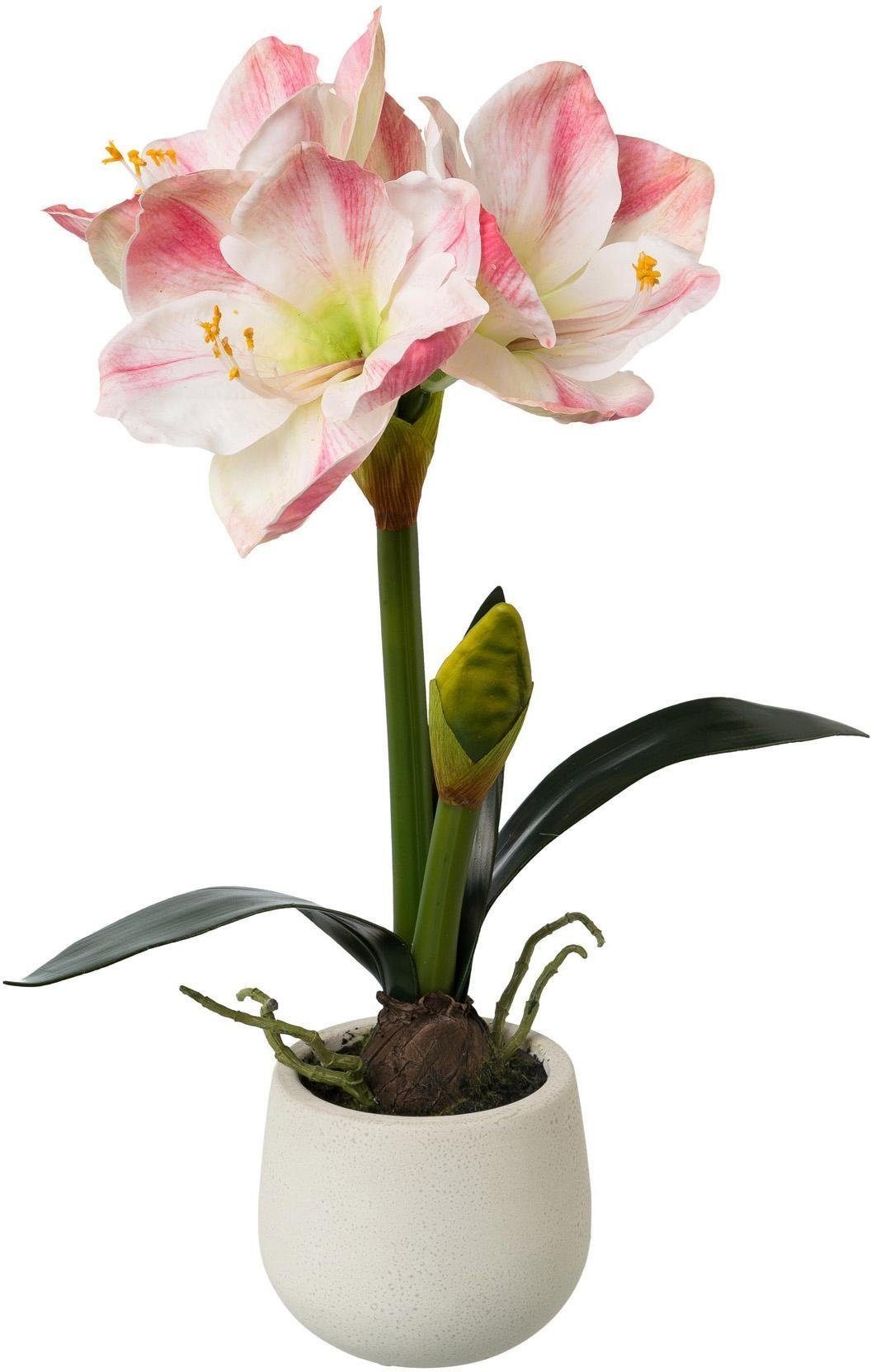 Winterliche Kunstpflanze Weihnachtsdeko Amaryllis, my home, Höhe 50 cm, im Keramiktopf. Reduzierter Preis € 32,99. Unverbindliche Preisempfehlung € 36,99