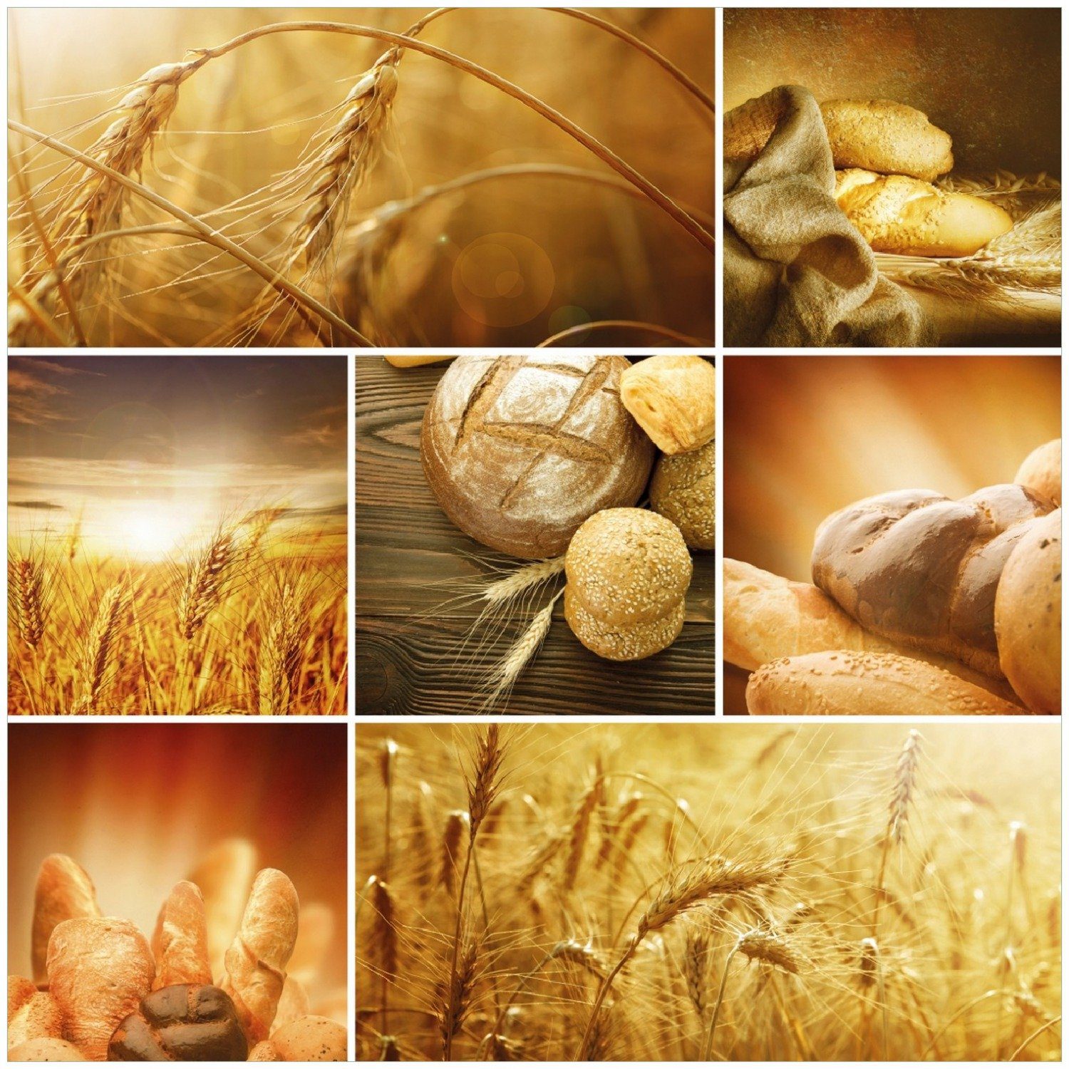 Brotsorten Wallario aus und Getreide Memoboard Weizen