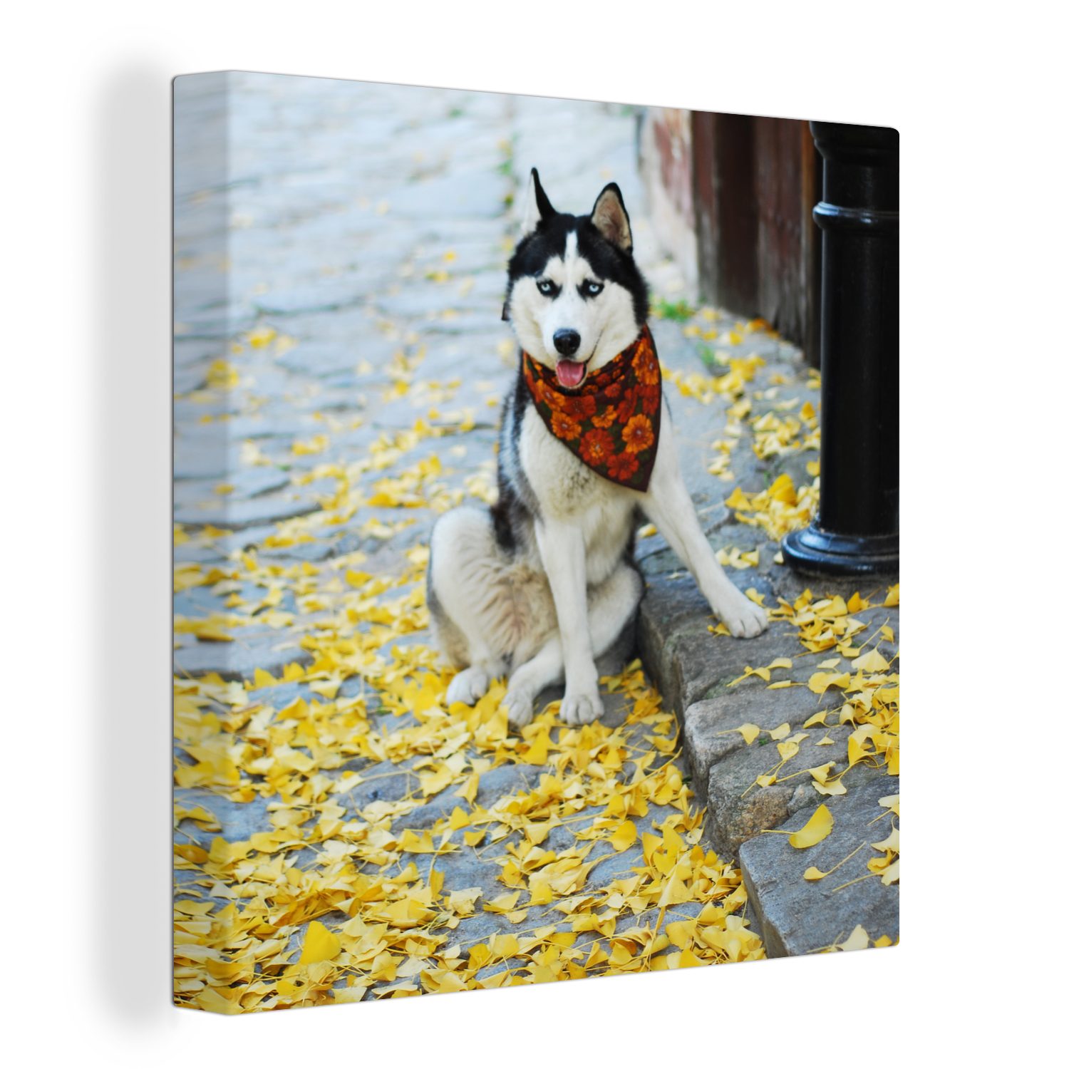 OneMillionCanvasses® Leinwandbild Hund - Herbst - Husky, (1 St), Leinwand Bilder für Wohnzimmer Schlafzimmer
