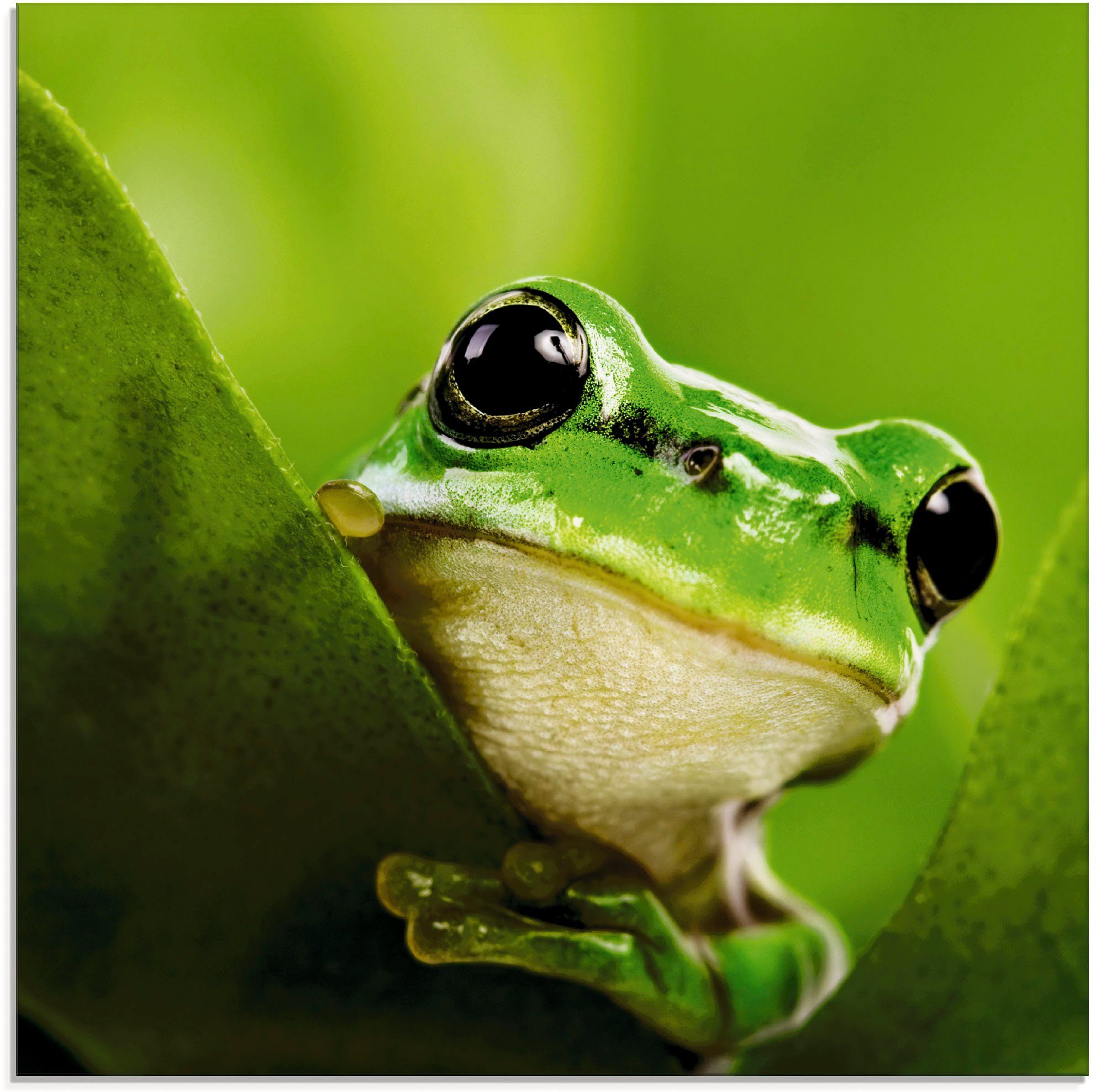 Artland Glasbild Ausspähender Frosch, Wassertiere (1 St), in verschiedenen Größen