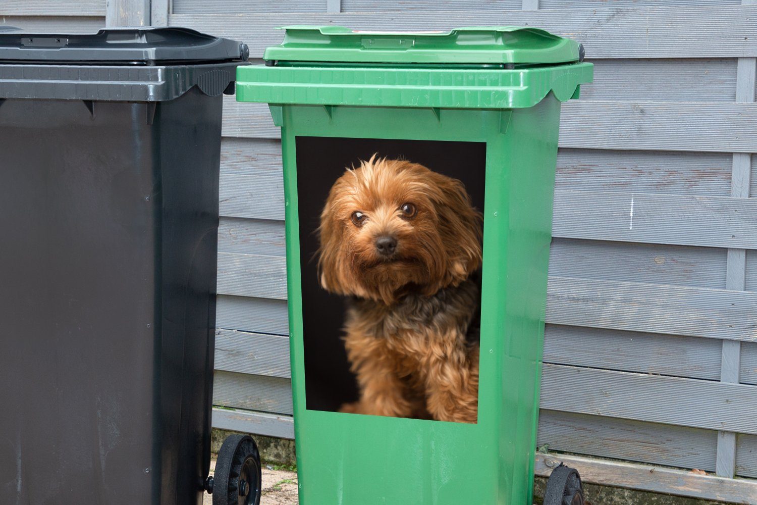 eines Mülltonne, Yorkshire Sticker, Porträt Container, (1 goldbraunen Abfalbehälter Mülleimer-aufkleber, St), Terriers MuchoWow Wandsticker