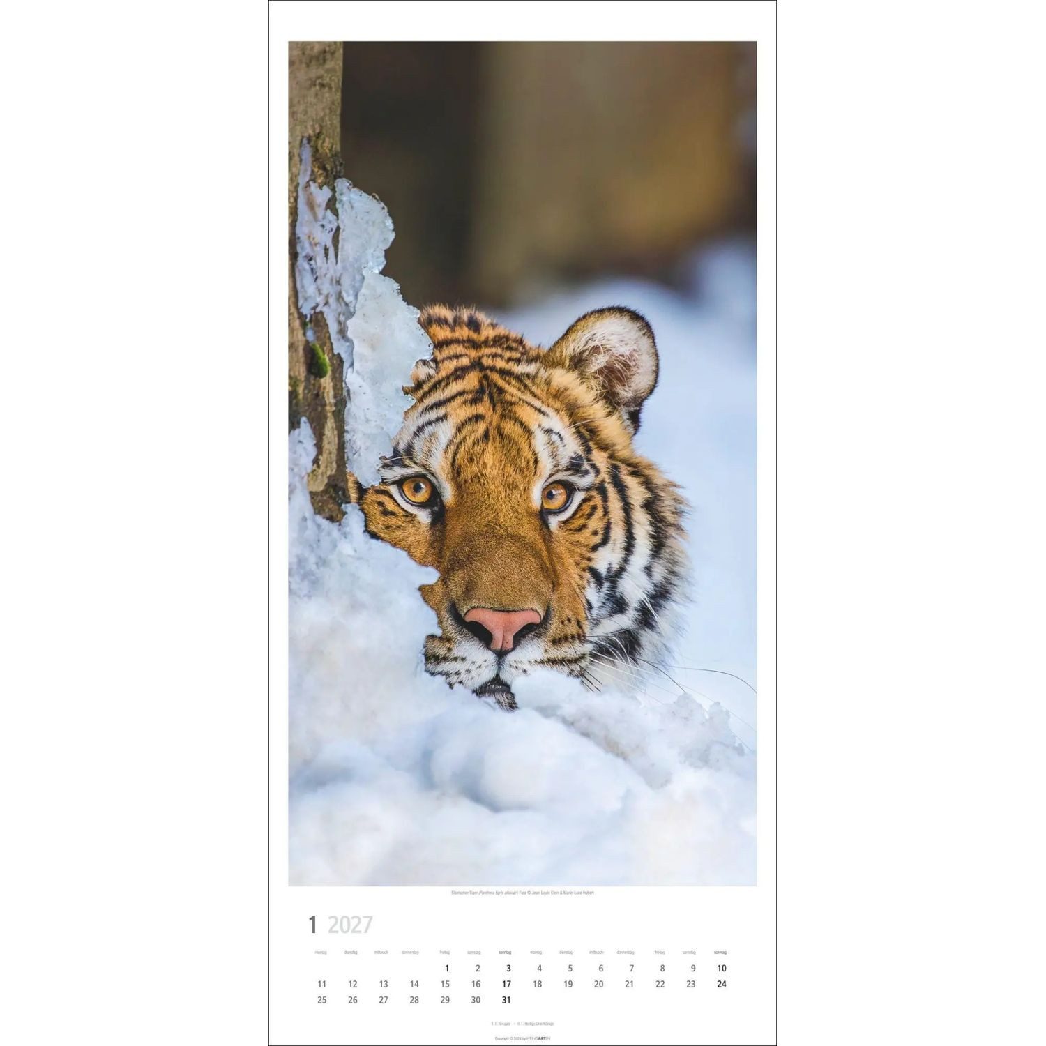 Wandkalender Big Cats Kalender 2027