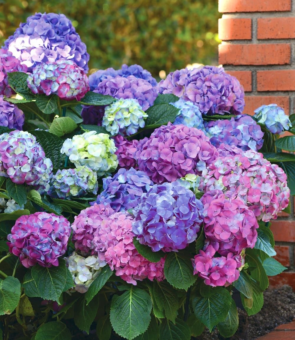 BALDUR Garten Zierstrauch Freiland-Hortensie 'L.A. Dreamin®', 1 St., Schneeball,winterhart, mehrjährig, pflegeleicht, kübelgeeignet – Bild 4 von 5