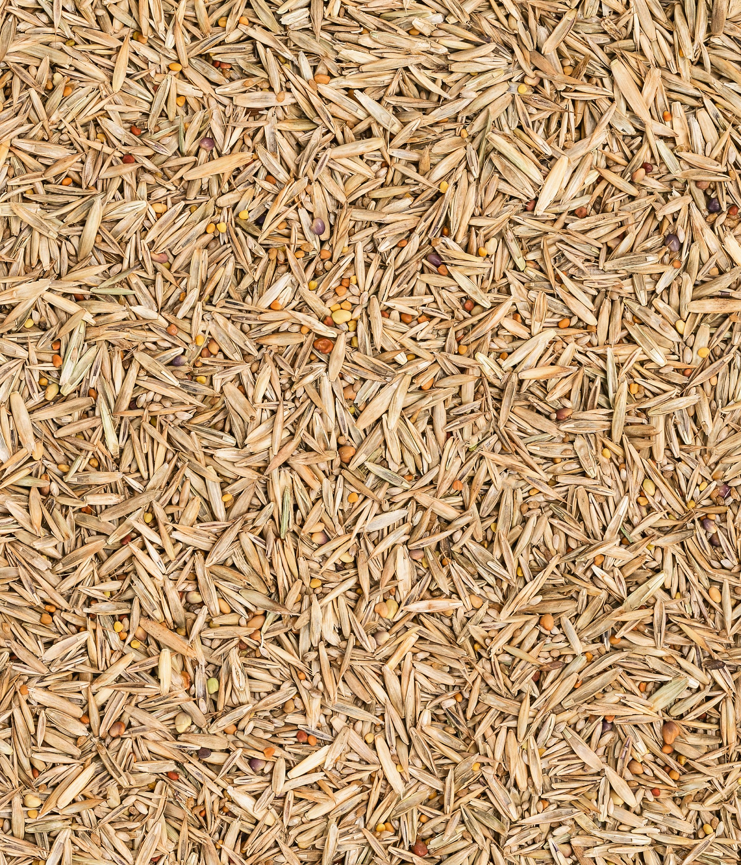 Dehner Rasensamen Bio Saatgut Naturwiese, insektenfreundlich, pflegeleicht, 250 g, 25 m², strapazierfähig, für naturnahe Gärten, lebendige Naturflächen – Bild 5 von 5