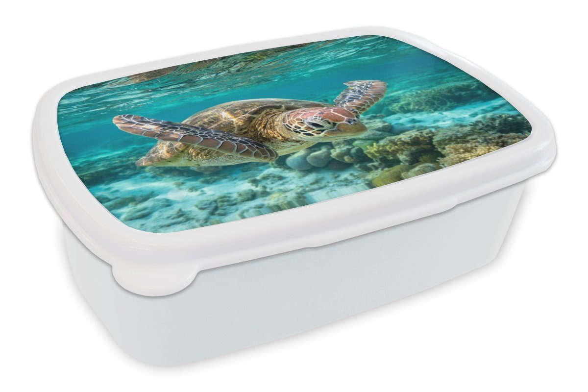 Wasser Schildkröte unter Erwachsene, für MuchoWow schwimmt (2-tlg), Brotbox in Jungs weiß und Mädchen Kinder Kunststoff, Bodennähe, Eine und Brotdose, Lunchbox für