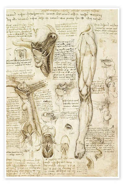 Posterlounge Poster Leonardo da Vinci, Anatomische Studie (Kehlkopf und Bein), Malerei