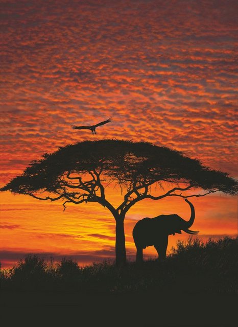 Komar Fototapete »African Sunset«, glatt, bedruckt, Wald, (Set), ausgezeichnet lichtbeständig-Otto