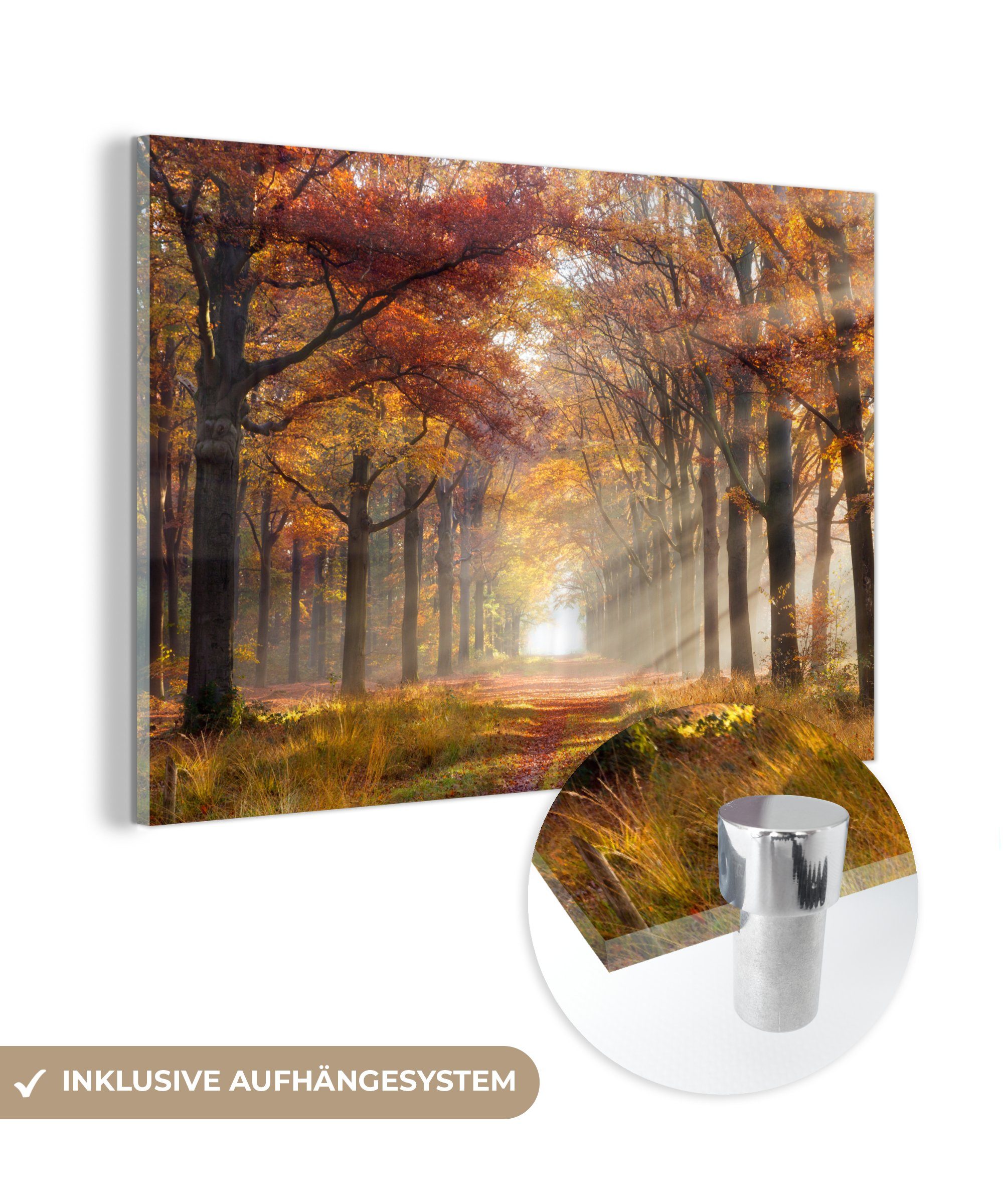 MuchoWow Acrylglasbild Herbst - Wald - Baum, (1 St), Acrylglasbilder Wohnzimmer & Schlafzimmer