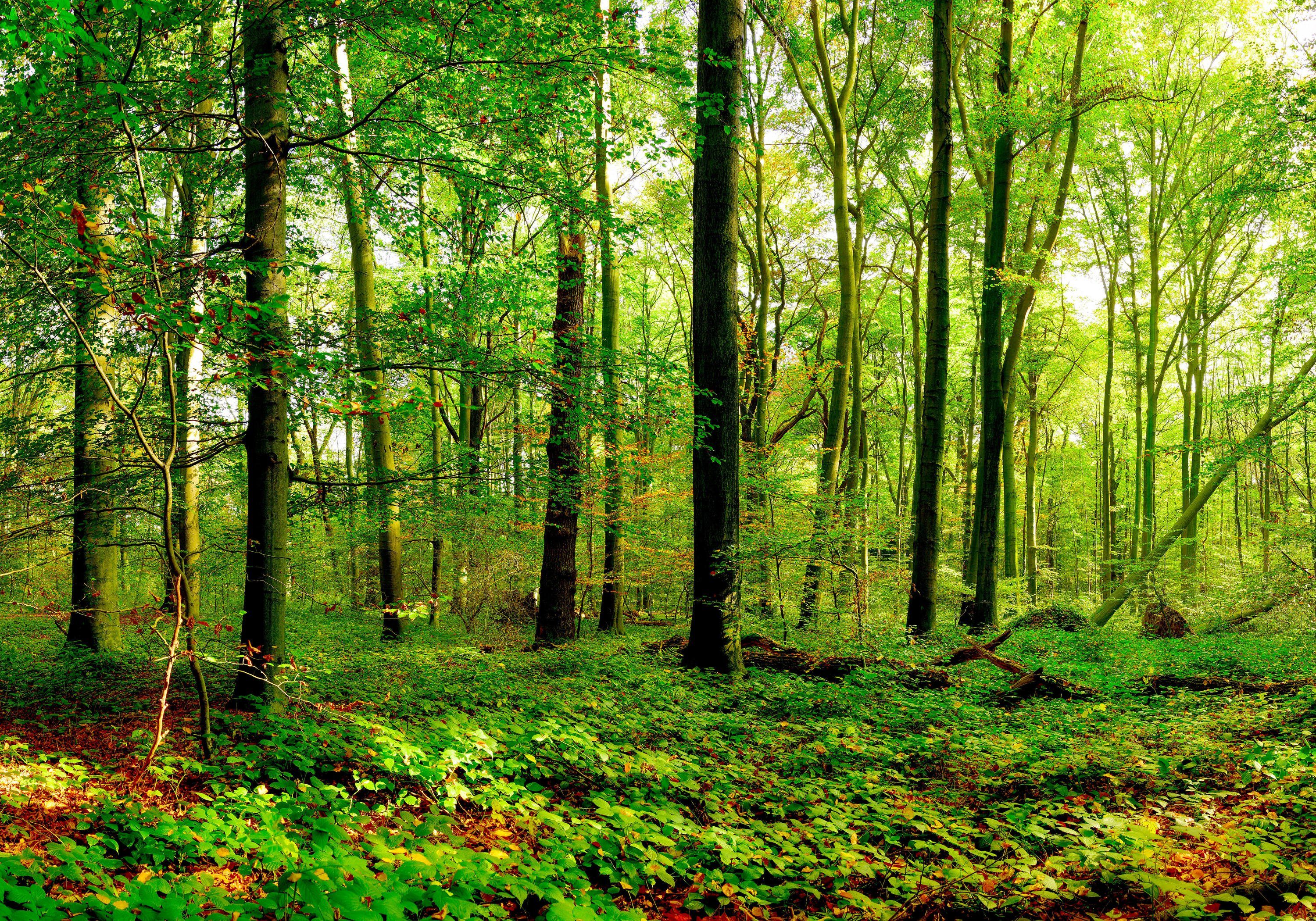 wandmotiv24 Fototapete Wald Blätter Natur, glatt, Wandtapete, Motivtapete, matt, Vliestapete
