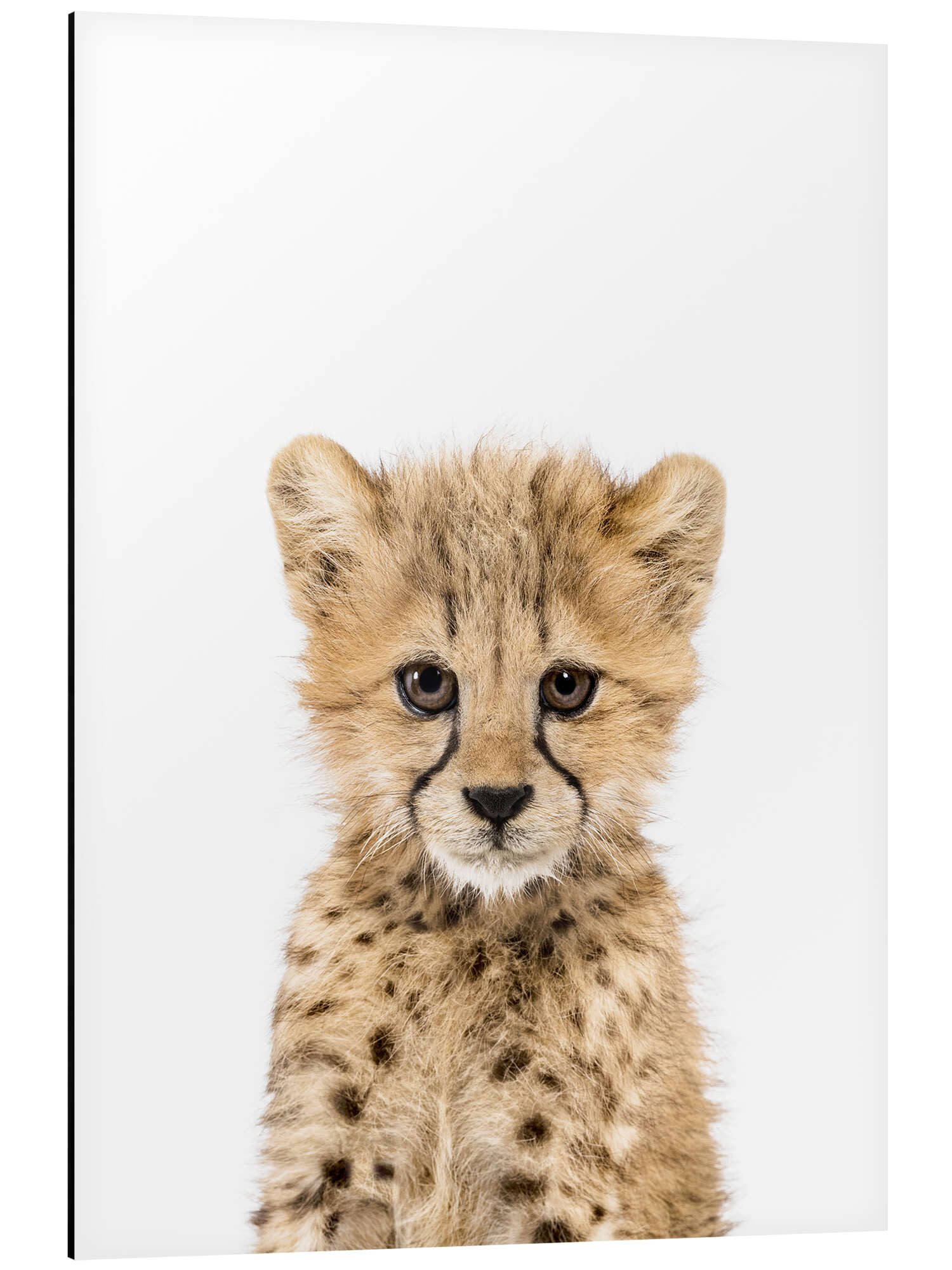 Posterlounge Wandbild Babygepard, Sisi And Seb, erhältlich als Poster, Leinwandbild, Wandsticker oder Acrylglasbild