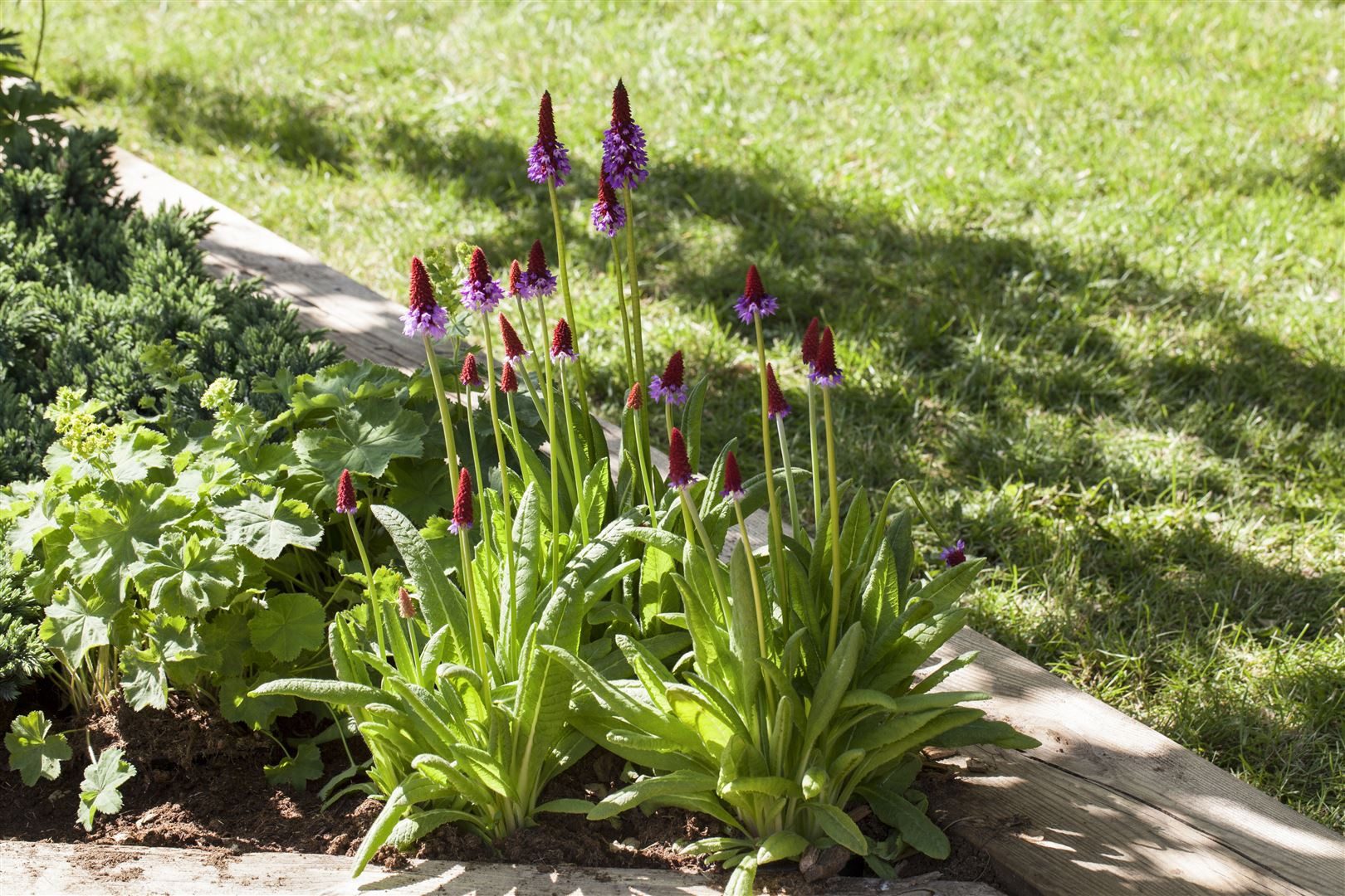 Pflanzen für Dich Staude Primula vialii, 1 St., Orchideen-Primel, Vial-Primel – Bild 2 von 5