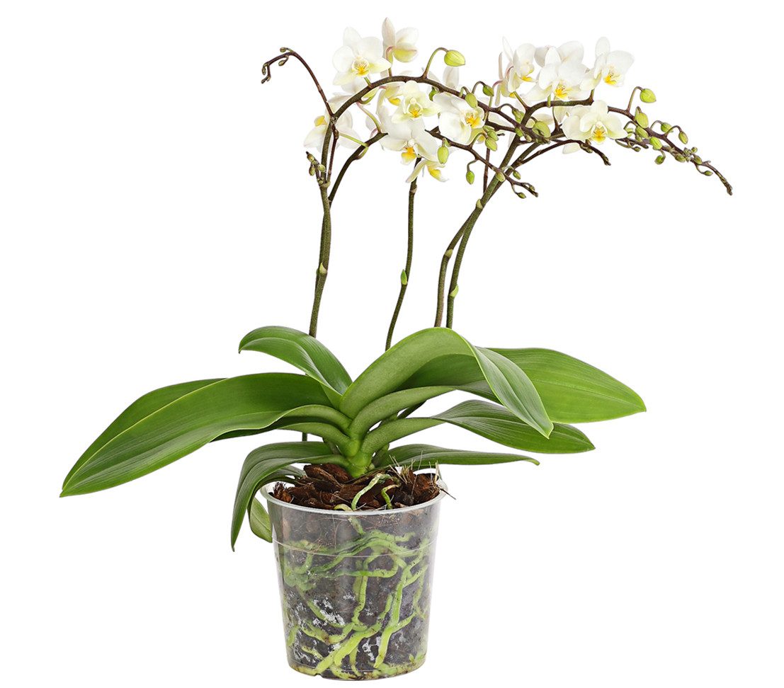 Dehner Zimmerpflanze Schmetterlingsorchidee Wildflower, weiße Blüten, 30-40 cm inkl. Topf, Phalaenopsis cultivars, tropische Zimmerpflanze, viertriebig