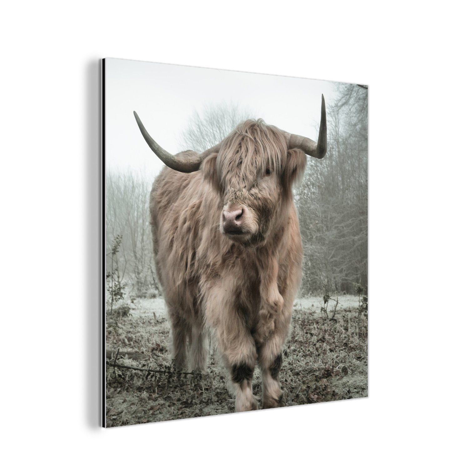 MuchoWow Metallbild Schottische Highlander - Natur - Herbst - Tiere - Wildtiere - Wald, (1 St), Alu-Dibond-Druck, Gemälde aus Metall, Aluminium deko