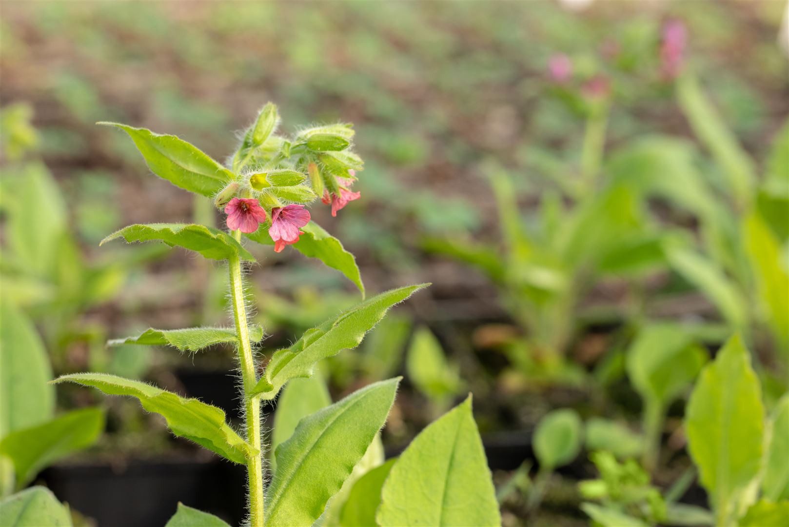 Pflanzen für Dich Staude Pulmonaria rubra 'Redstart', 1 St., Rotes Lungenkraut, Roter Lungenwurz