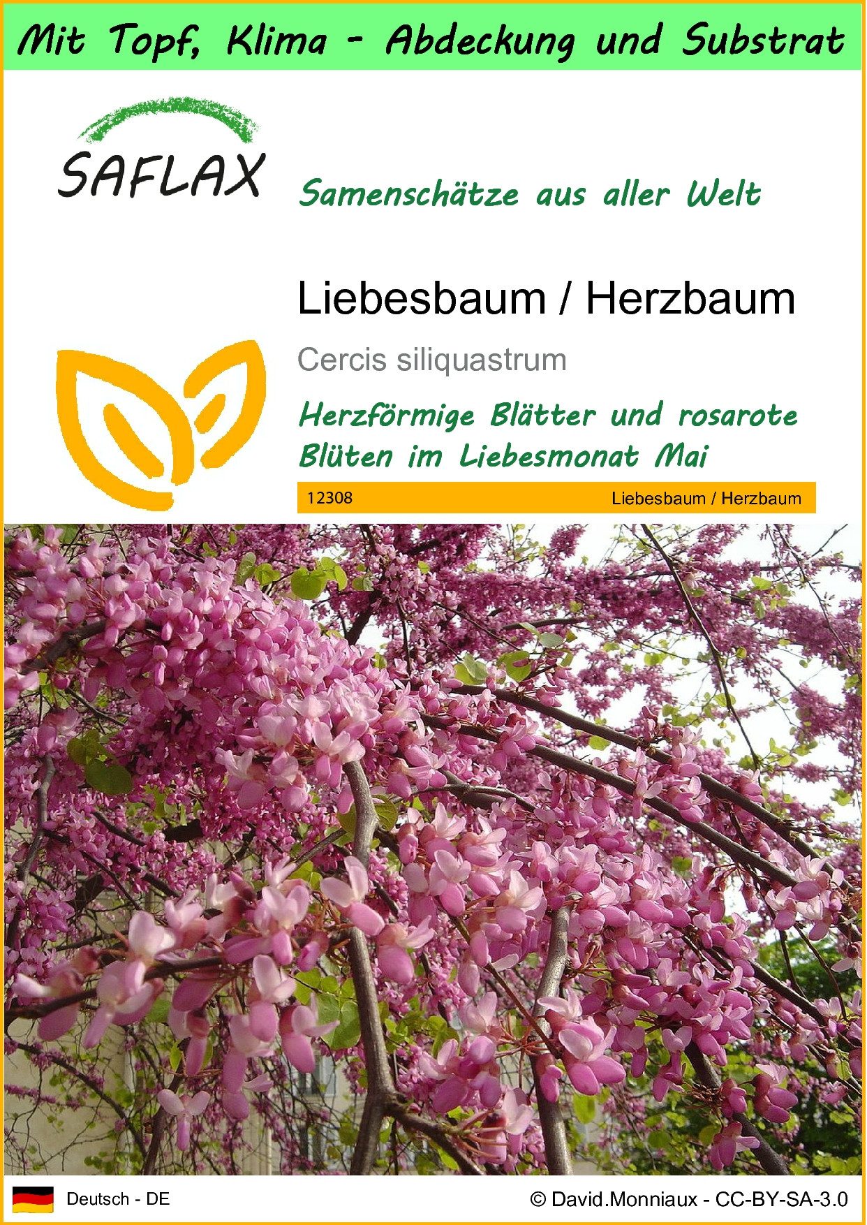 Blumensamen SAFLAX - Garden to go - Liebesbaum / Herzbaum