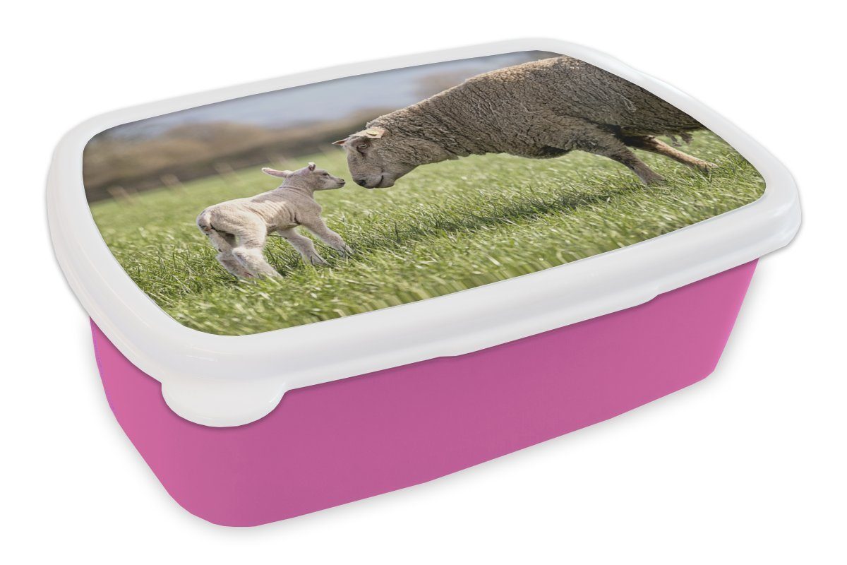 Lunchbox Snackbox, für - Brotbox Schafe Erwachsene, rosa (2-tlg), Gras, Brotdose Kunststoff, Mädchen, - Kunststoff Sonne MuchoWow Kinder,